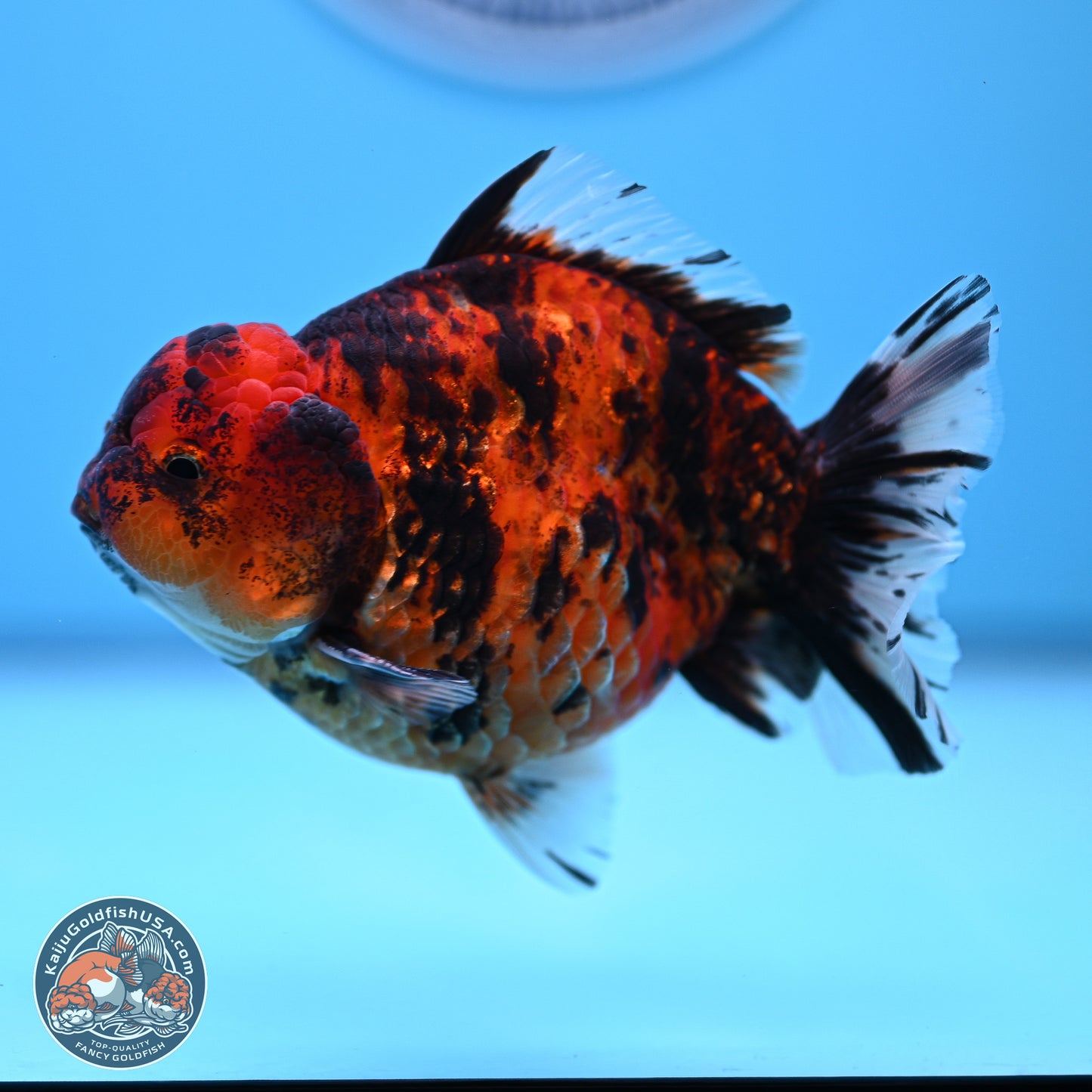 Tiger YuanBao Oranda 4-5 inches (240920_OR07) - Kaiju Goldfish USA