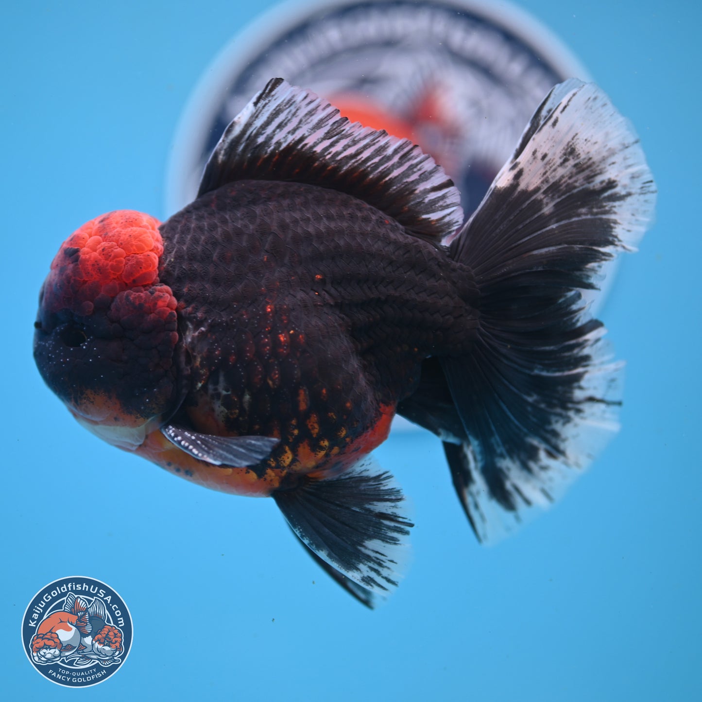 Kirin Rose Tail Oranda 6 inches - Male (241122_OR07) - Kaiju Goldfish USA