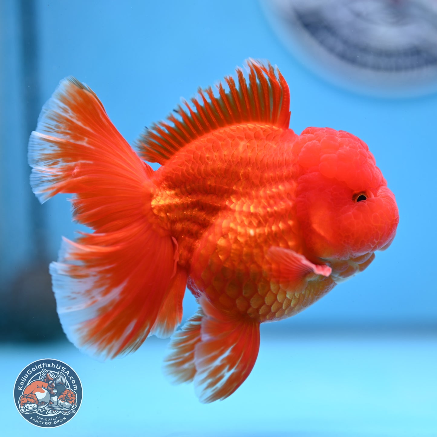 Fiery Classic Red Rose Tail Oranda 3.5 inches Body - Male (250228_OR07)