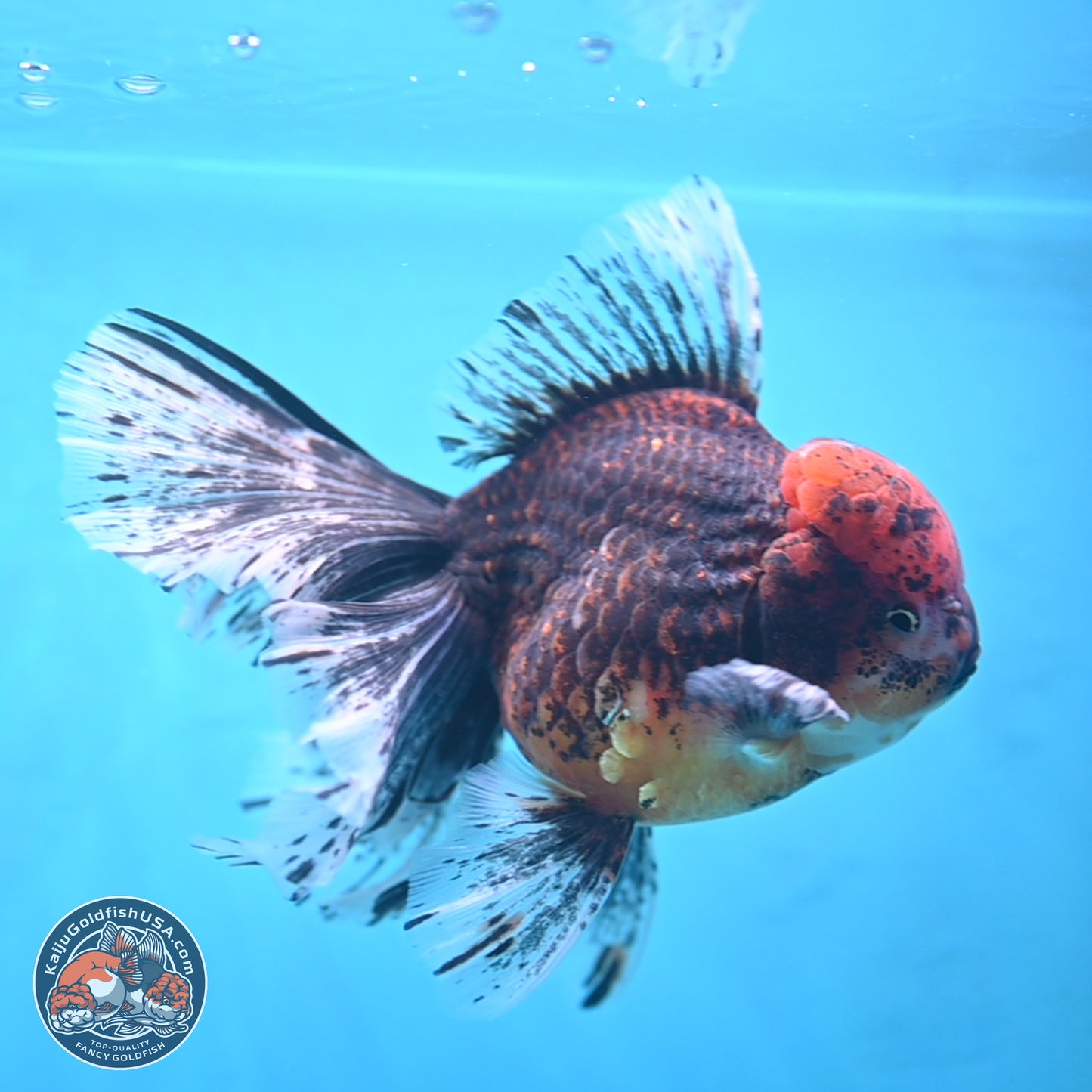 Red Kirin Rose Tail Oranda 6.5 inches - Male (241115_OR07) - Kaiju Goldfish USA