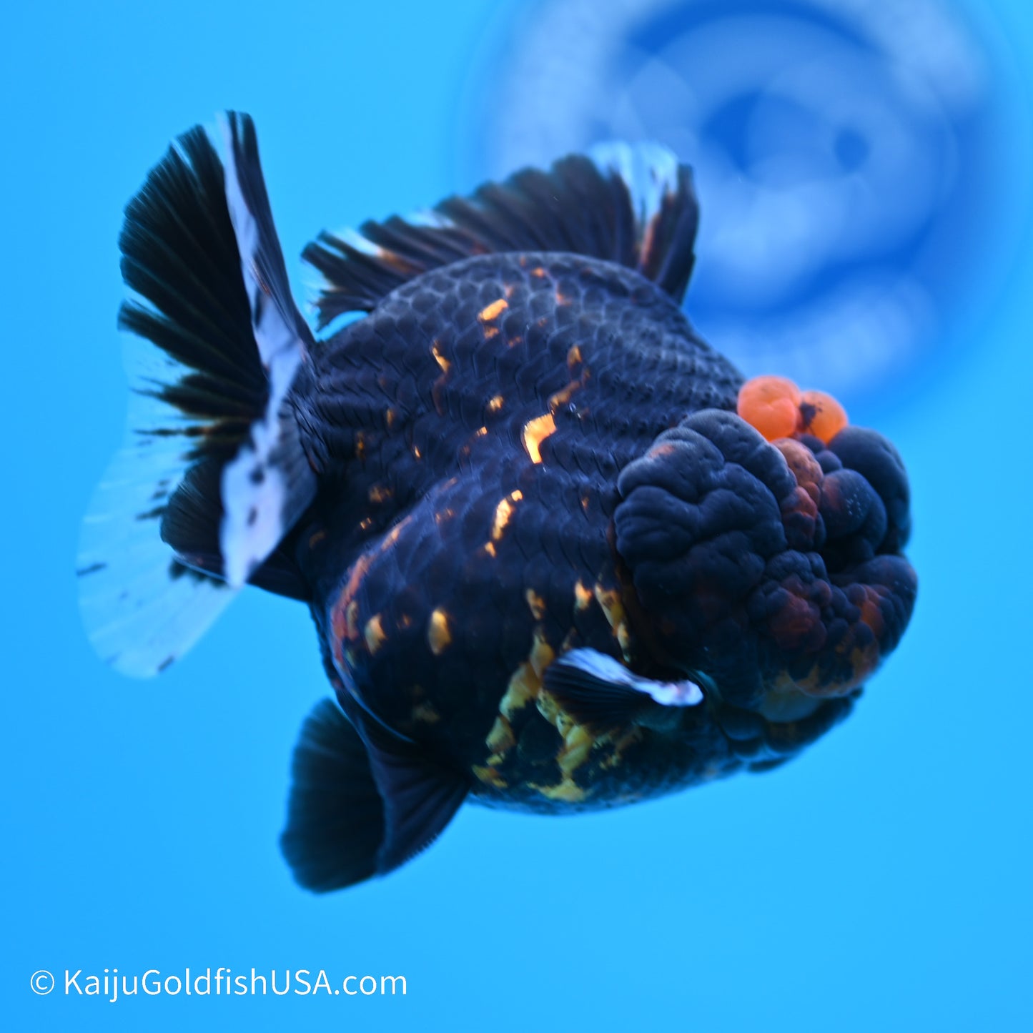 Heavy Ink Tiger YuanBao Oranda 3.5 inches (240517_OR7) - Kaiju Goldfish USA