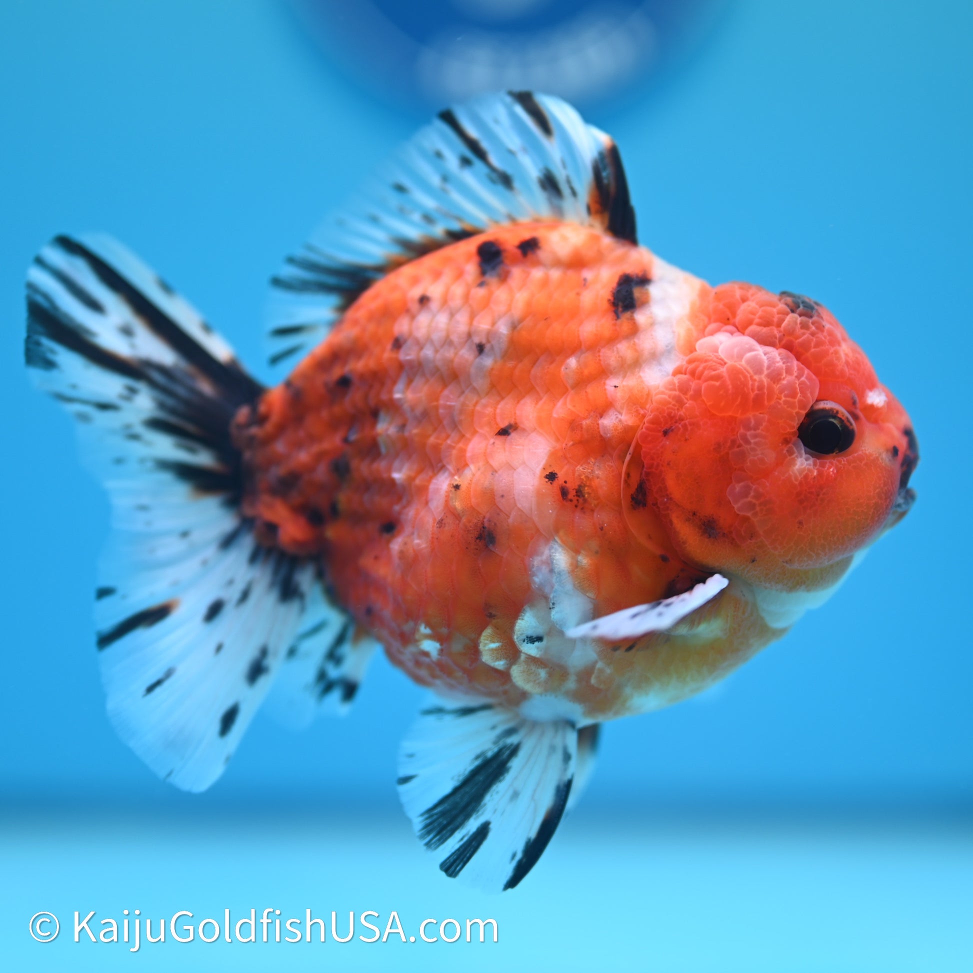 Shogun Godzilla Tricolor Sakura Oranda 3.5in Body (240614_OR07) - Kaiju Goldfish USA