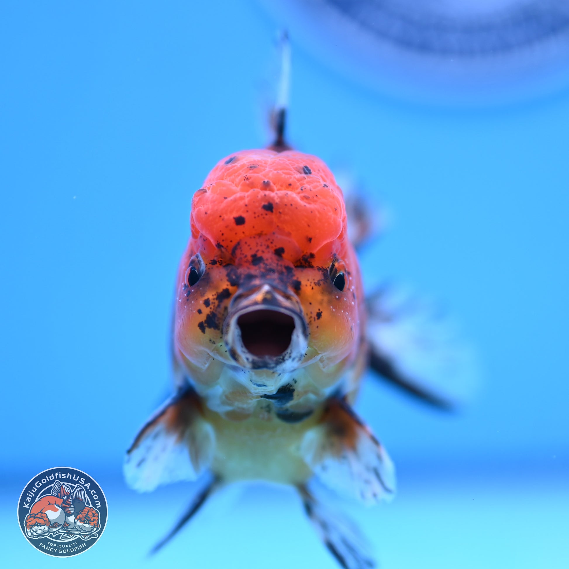 Shogun Tiger YuanBao Oranda 3.75in Body (240816_OR07) - Kaiju Goldfish USA