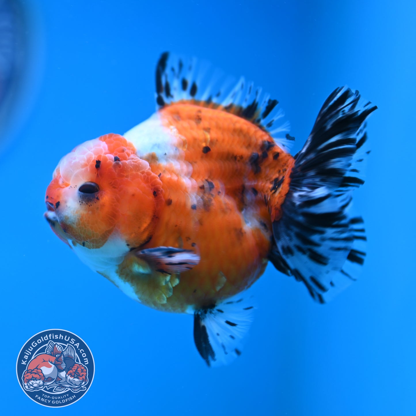 Shogun Tricolor Sakura Oranda 3.5 inches Body (250606_OR07)