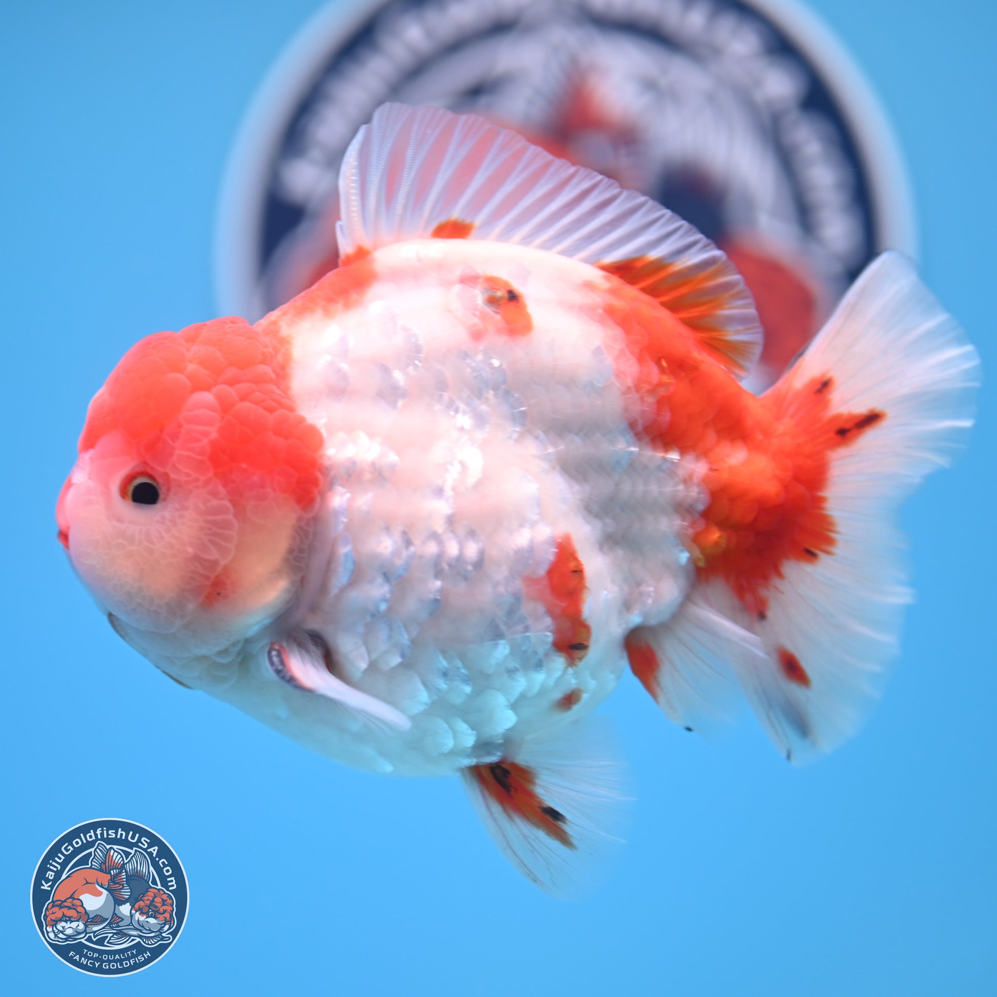 Tricolor Sakura YuanBao Oranda 4.75 inches Body - Male (241227_OR07) - Kaiju Goldfish USA