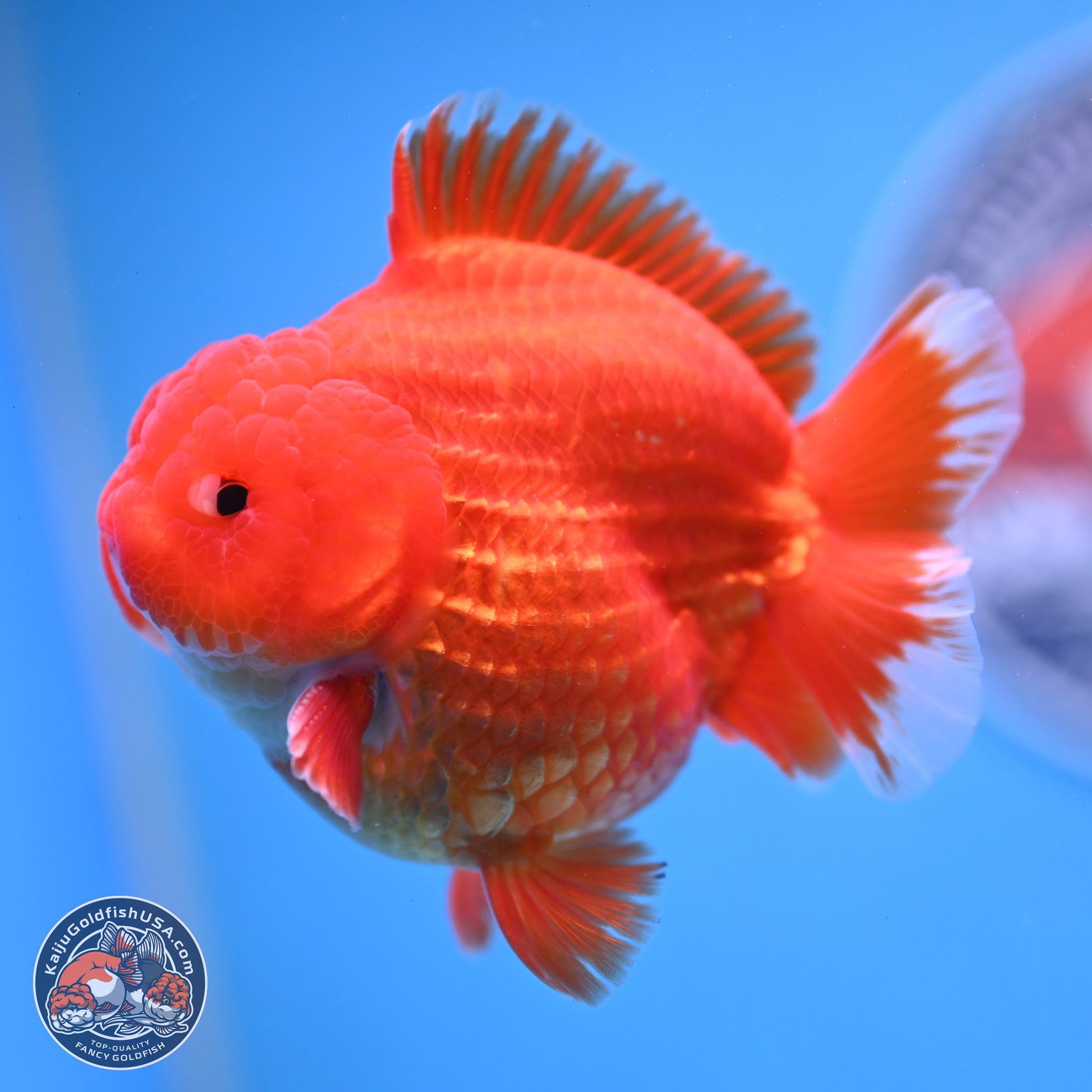 Red White YuanBao Oranda 3.5 inches Body - Male (250103_OR07) - Kaiju Goldfish USA