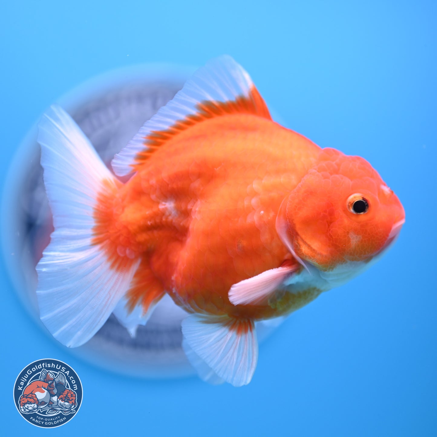 Shogun Sakura Oranda 3.5-4.5 inches (241004_OR07) - Kaiju Goldfish USA