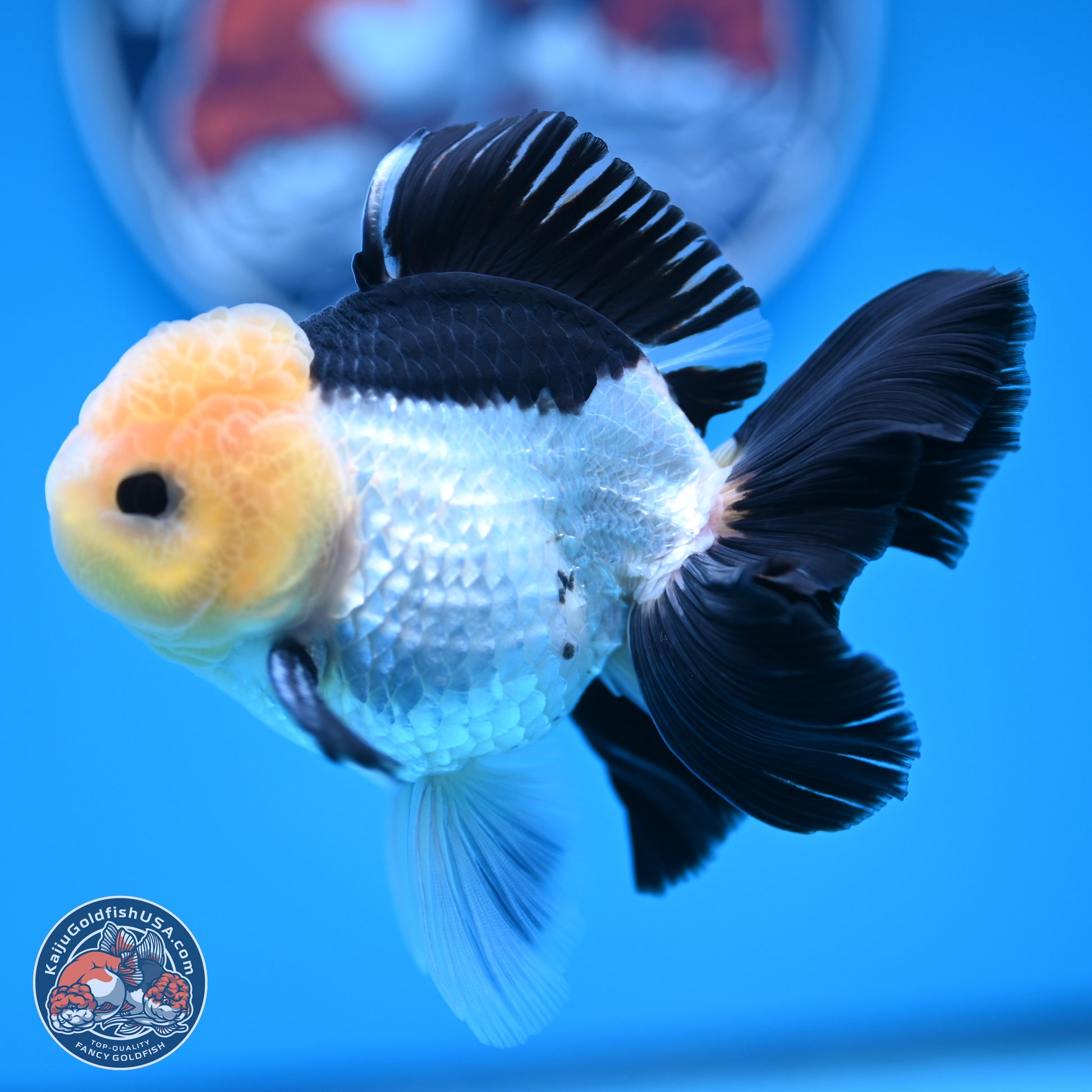 Panda Rose Tail Oranda 4.5 inches (241101_OR07) - Kaiju Goldfish USA