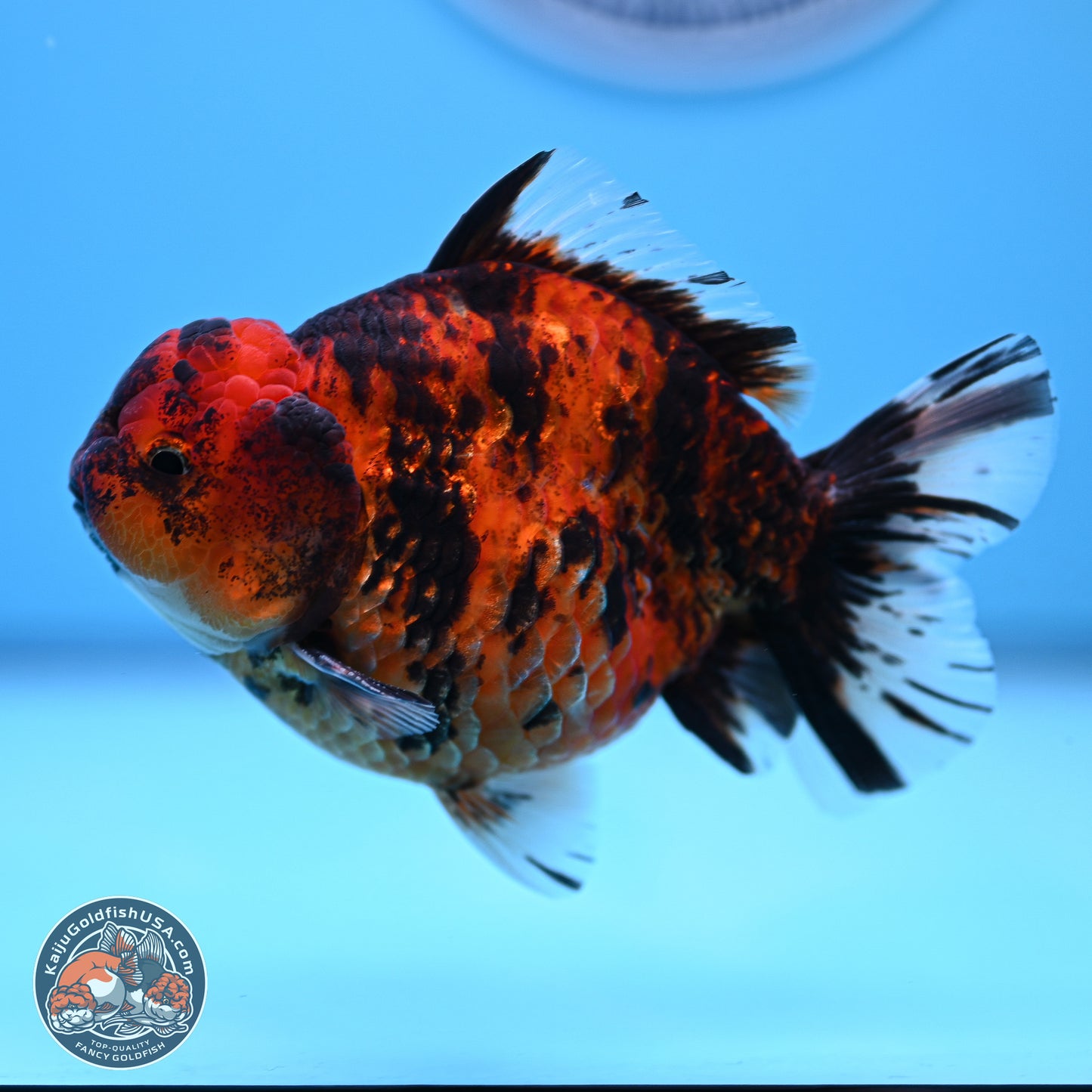 Tiger YuanBao Oranda 4-5 inches (240920_OR07) - Kaiju Goldfish USA