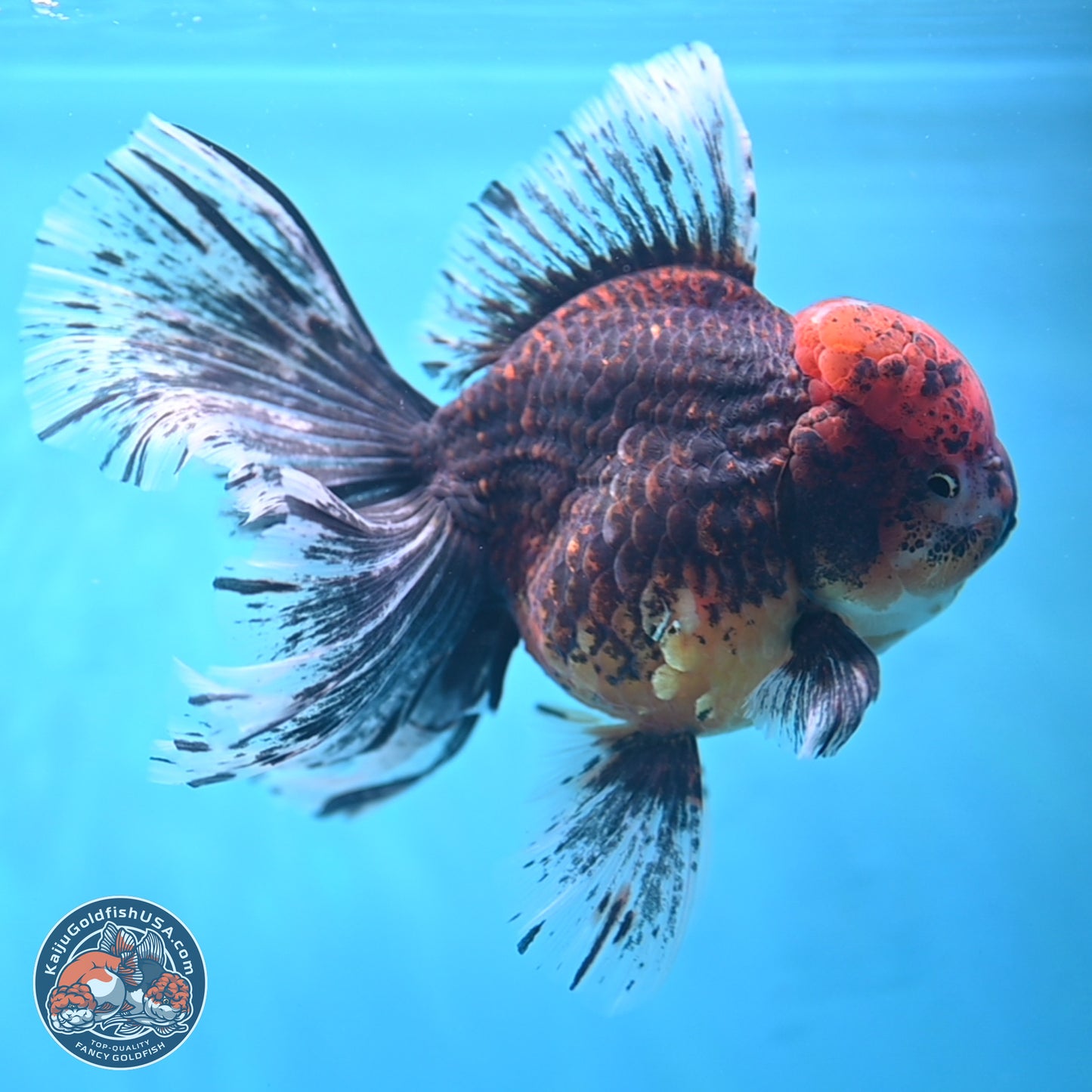 Red Kirin Rose Tail Oranda 6.5 inches - Male (241115_OR07) - Kaiju Goldfish USA