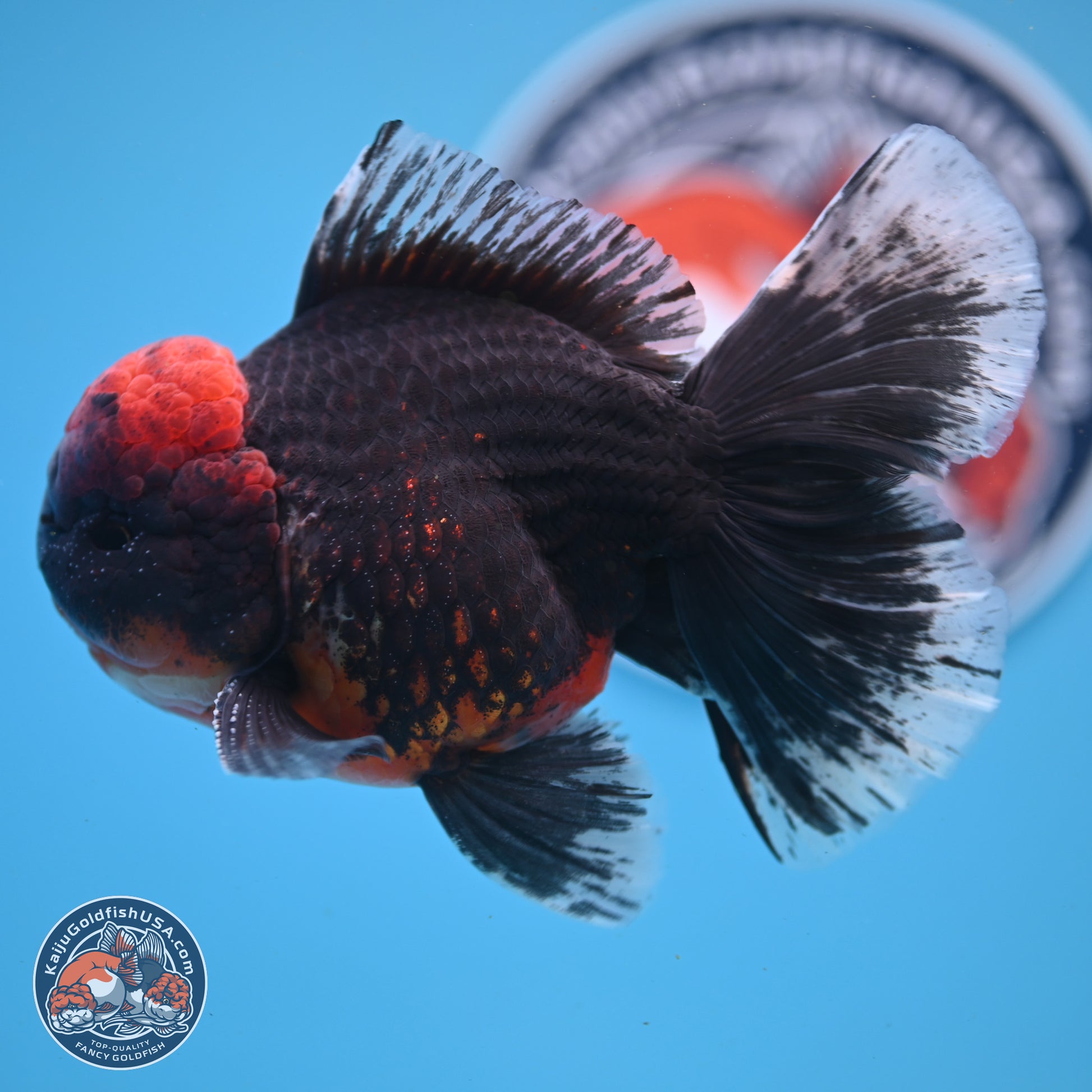 Kirin Rose Tail Oranda 6 inches - Male (241122_OR07) - Kaiju Goldfish USA