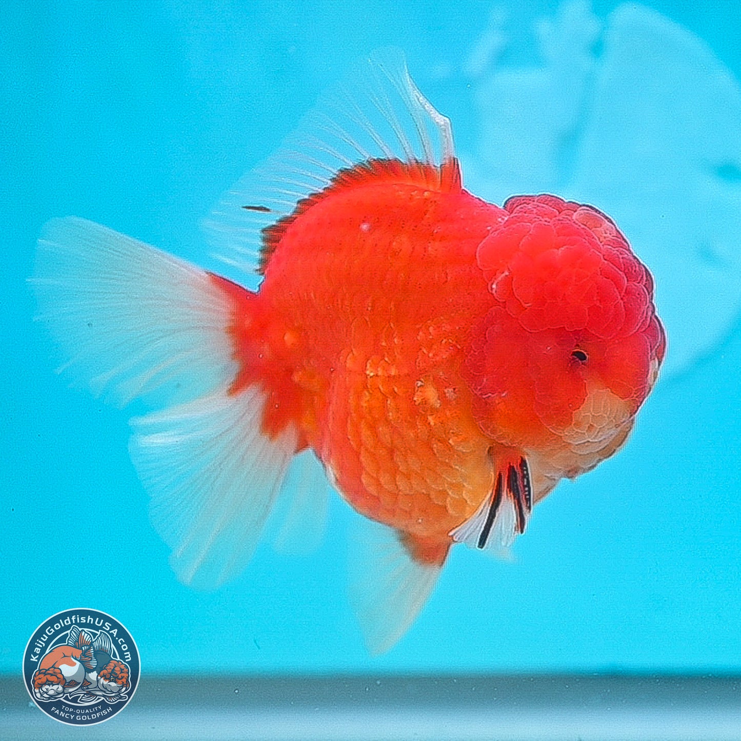 Apache Rose Tail Sakura Oranda 3.75 inches Body - Male (250131_OR07)