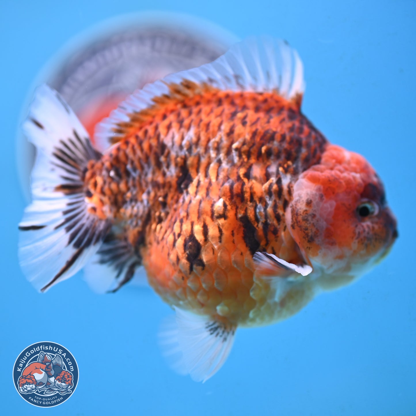 Tiger YuanBao Oranda 4 inches Body - Male (250117_OR07) - Kaiju Goldfish USA