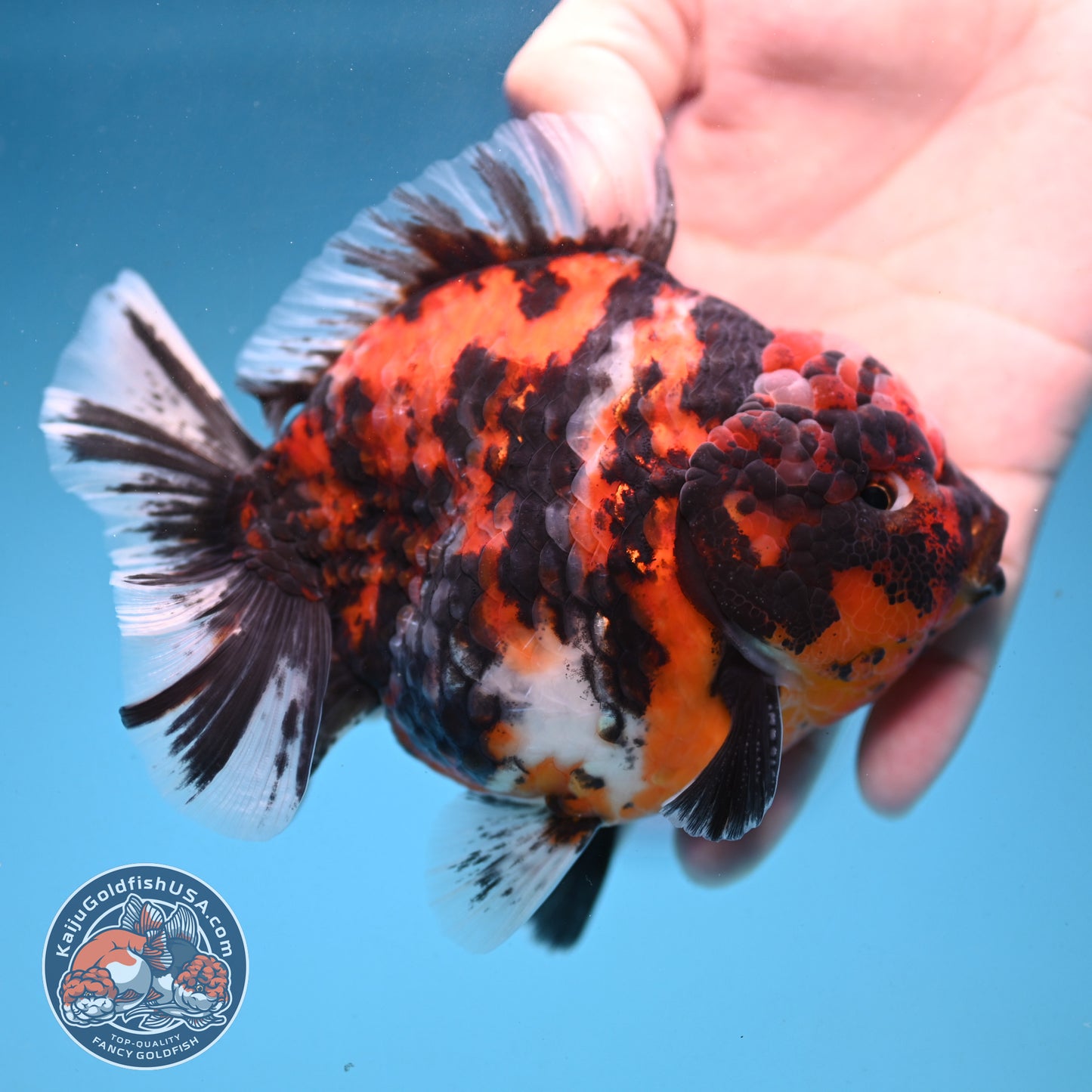 Tiger Oranda 4 inch Body (250926_OR07)