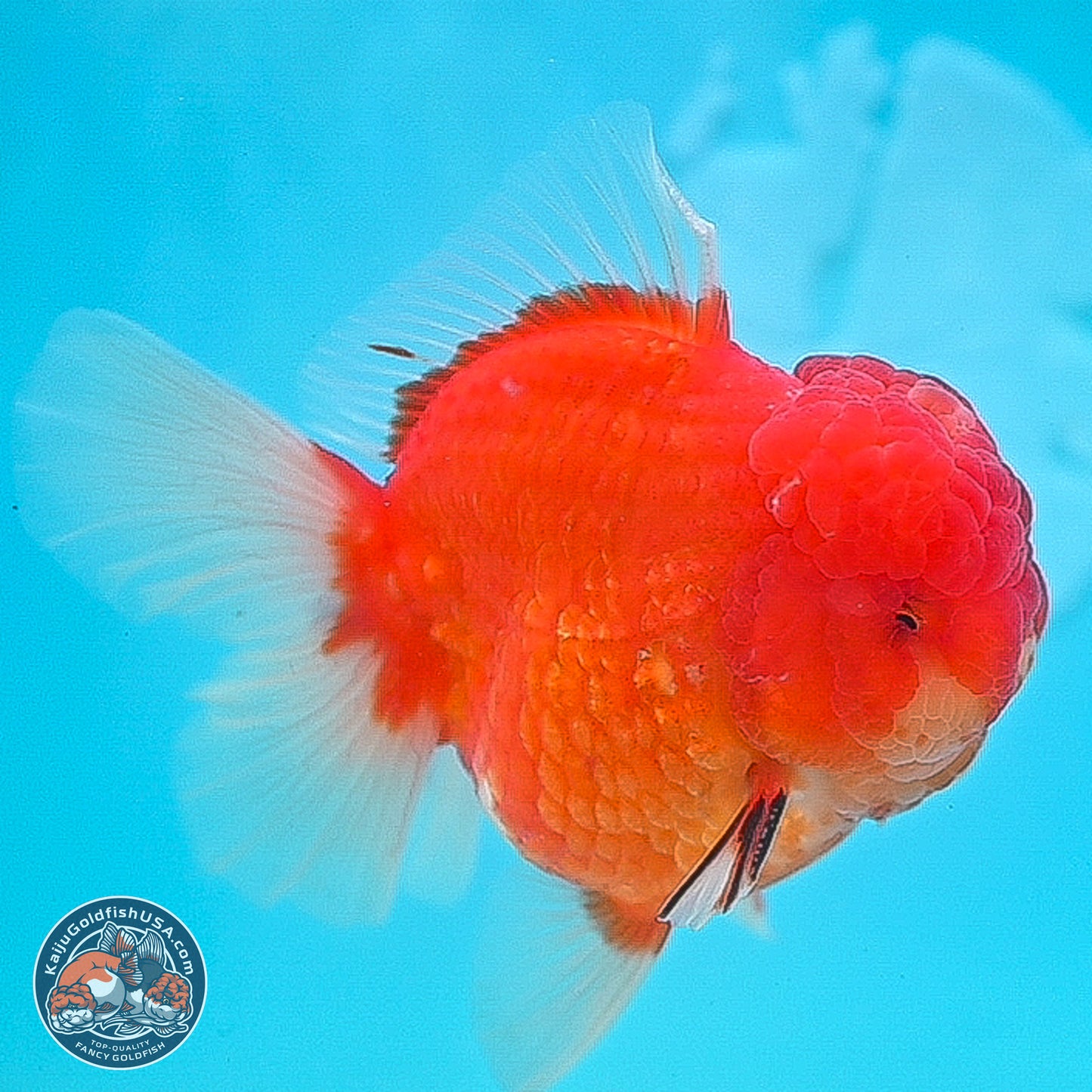 Apache Rose Tail Sakura Oranda 3.75 inches Body - Male (250131_OR07)