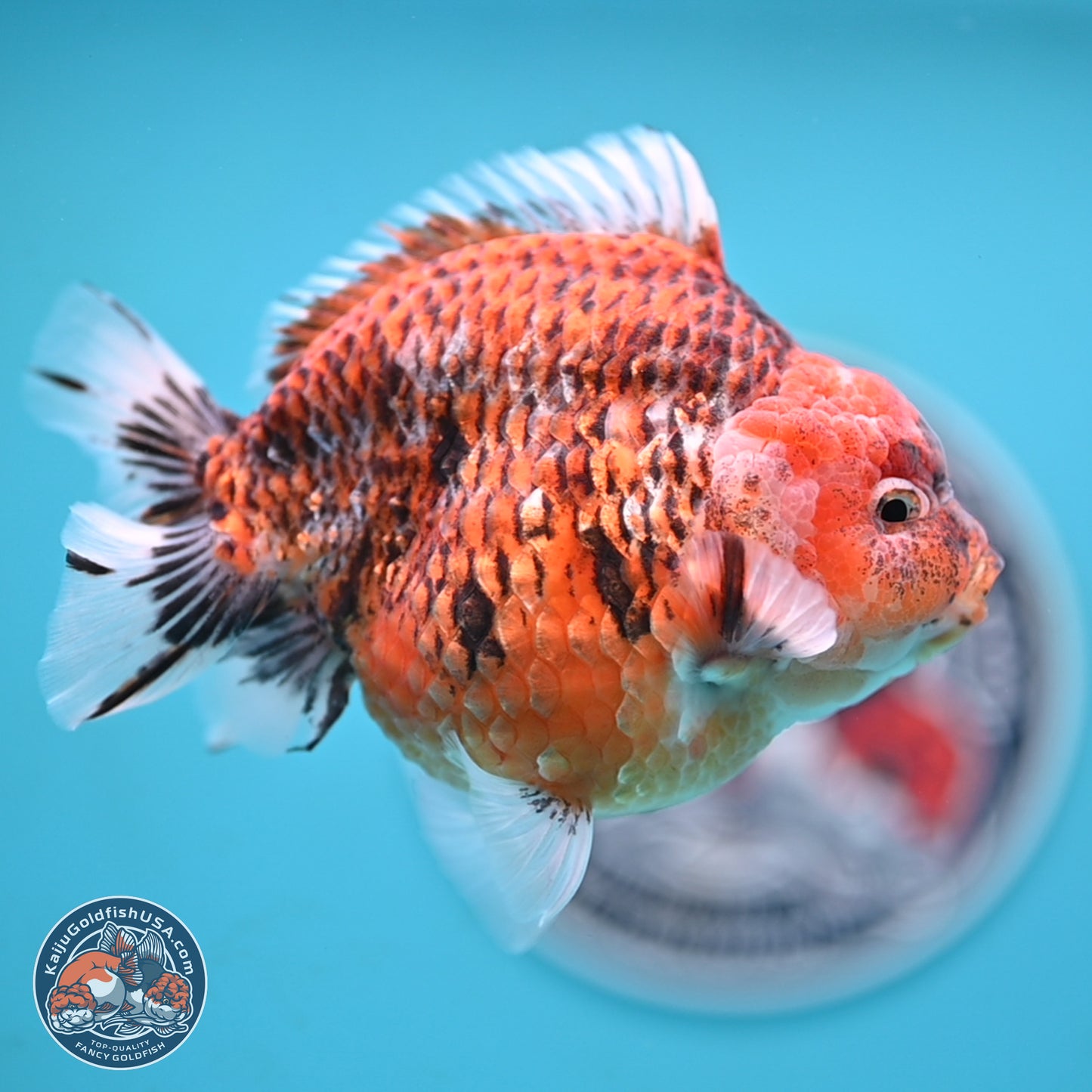 Tiger YuanBao Oranda 4 inches Body - Male (250117_OR07) - Kaiju Goldfish USA