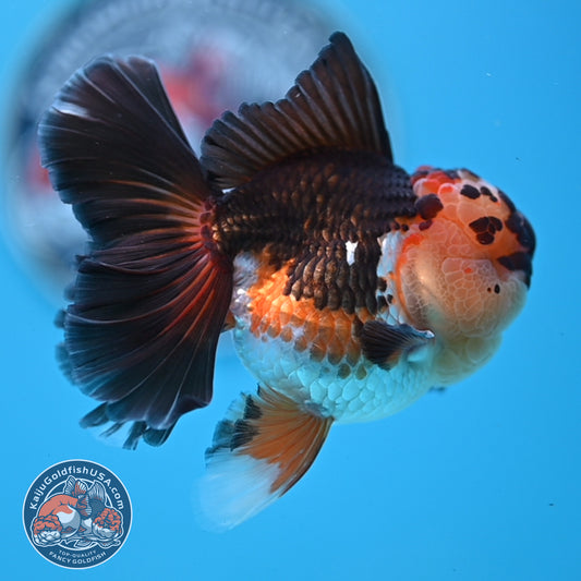 Tricolor Orchid Tail Oranda 3.5 inches Body (250509_OR07)