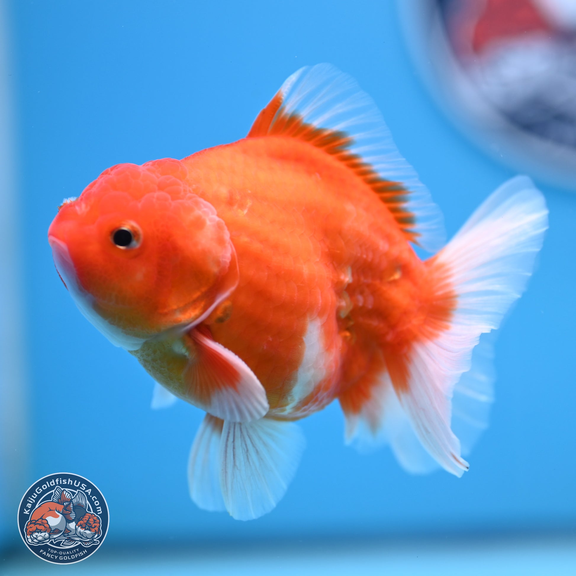 Shogun Sakura Oranda 3.5-4.5 inches (241004_OR07) - Kaiju Goldfish USA