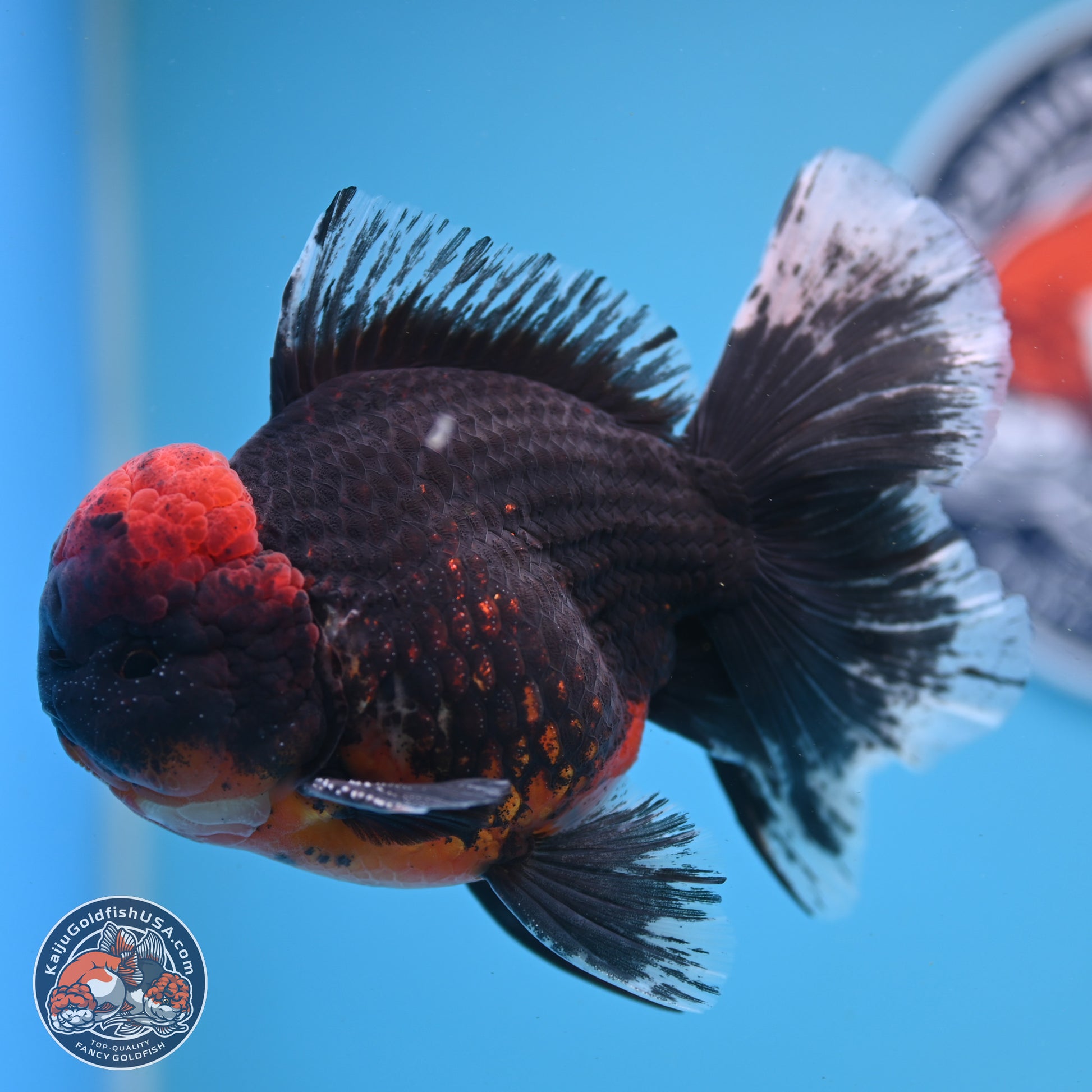 Kirin Rose Tail Oranda 6 inches - Male (241122_OR07) - Kaiju Goldfish USA