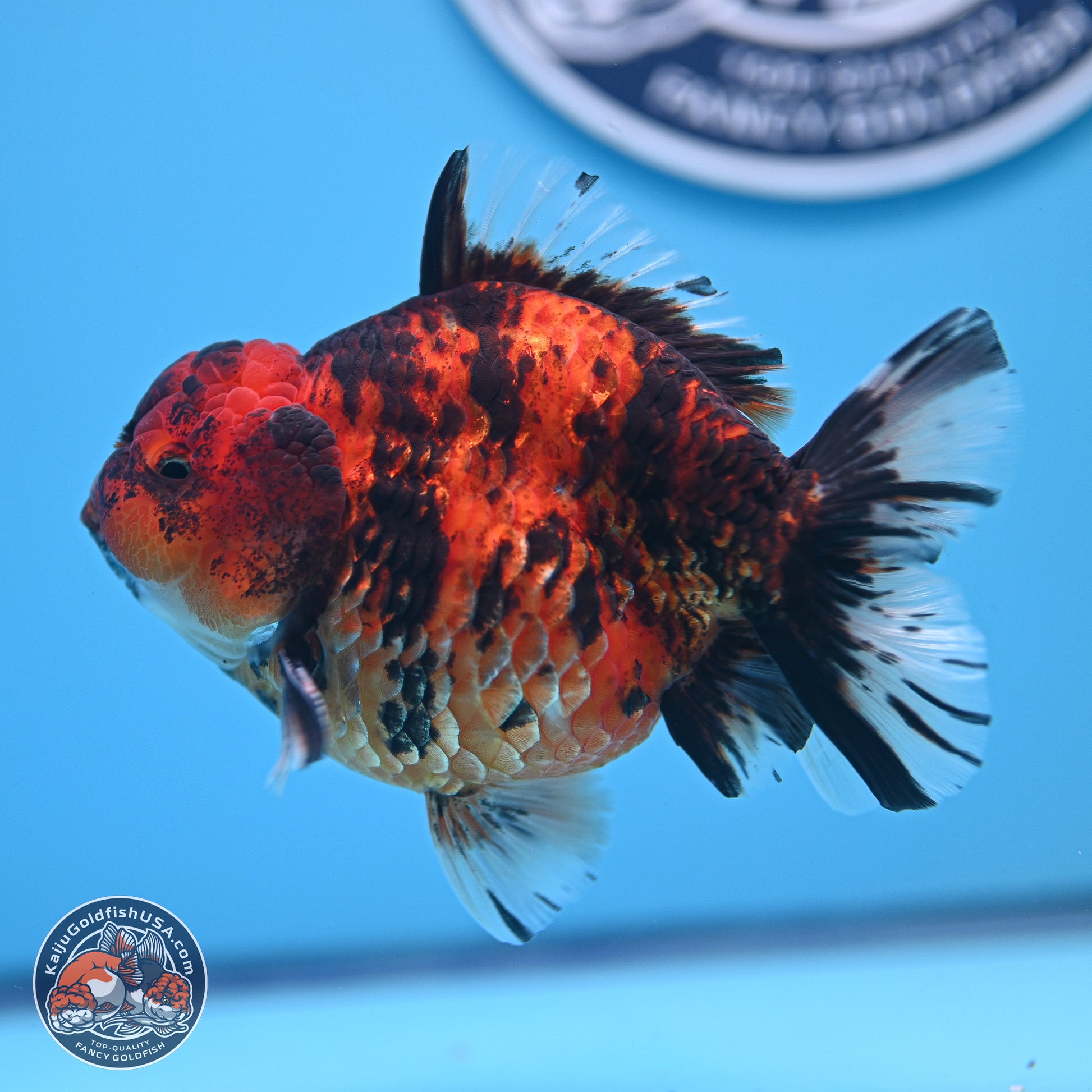 Tiger YuanBao Oranda 4-5 inches (240920_OR07) - Kaiju Goldfish USA