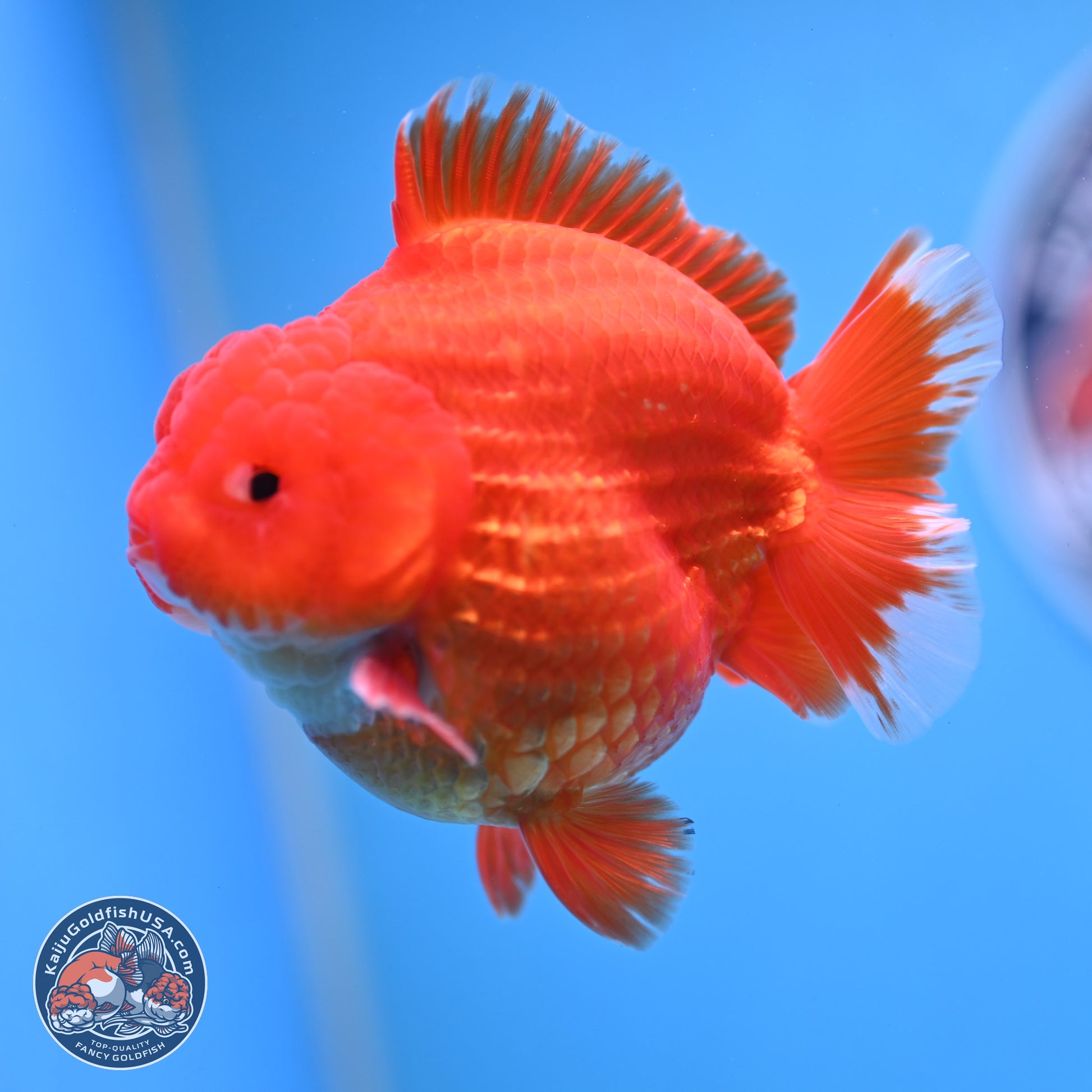 Red White YuanBao Oranda 3.5 inches Body - Male (250103_OR07) - Kaiju Goldfish USA