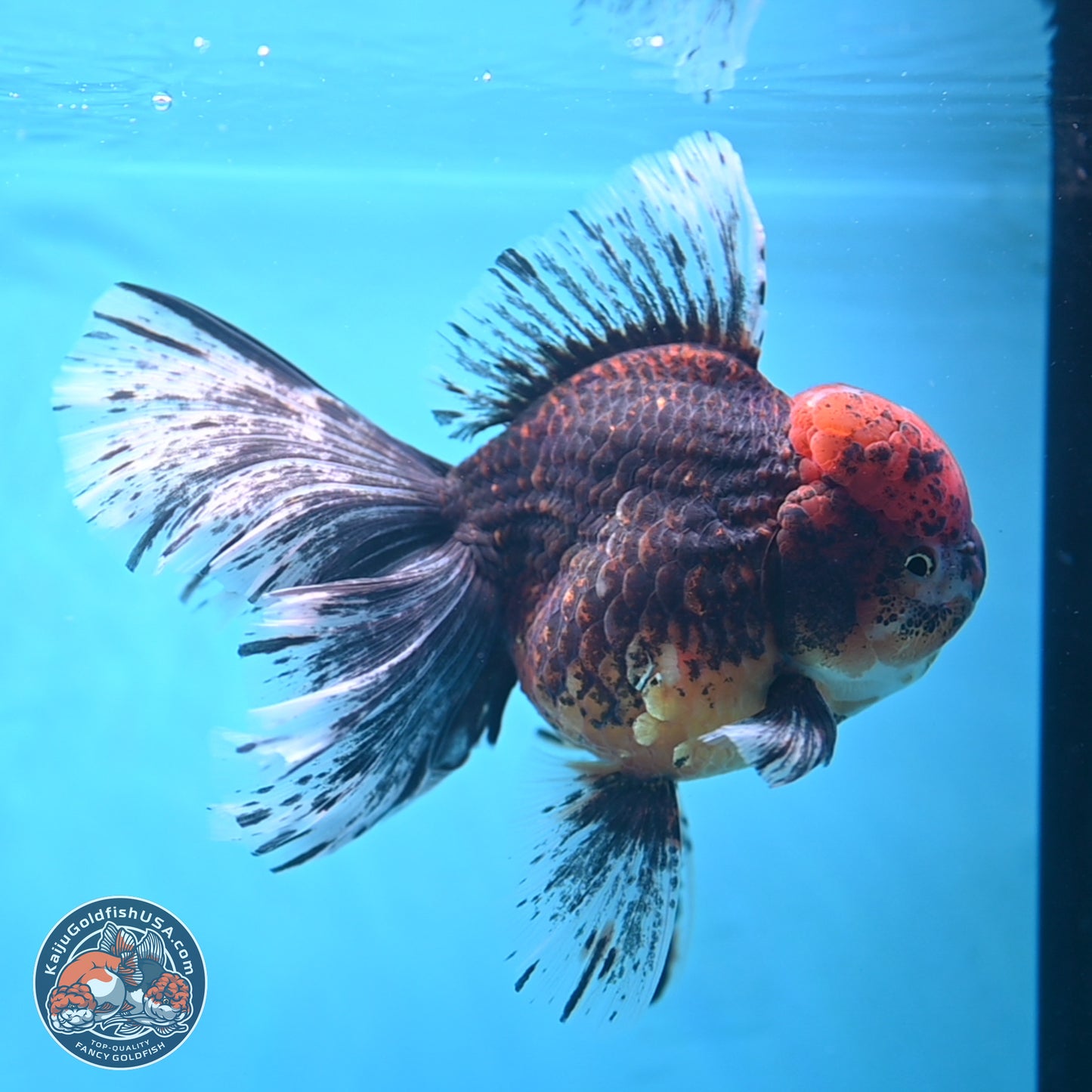 Red Kirin Rose Tail Oranda 6.5 inches - Male (241115_OR07) - Kaiju Goldfish USA