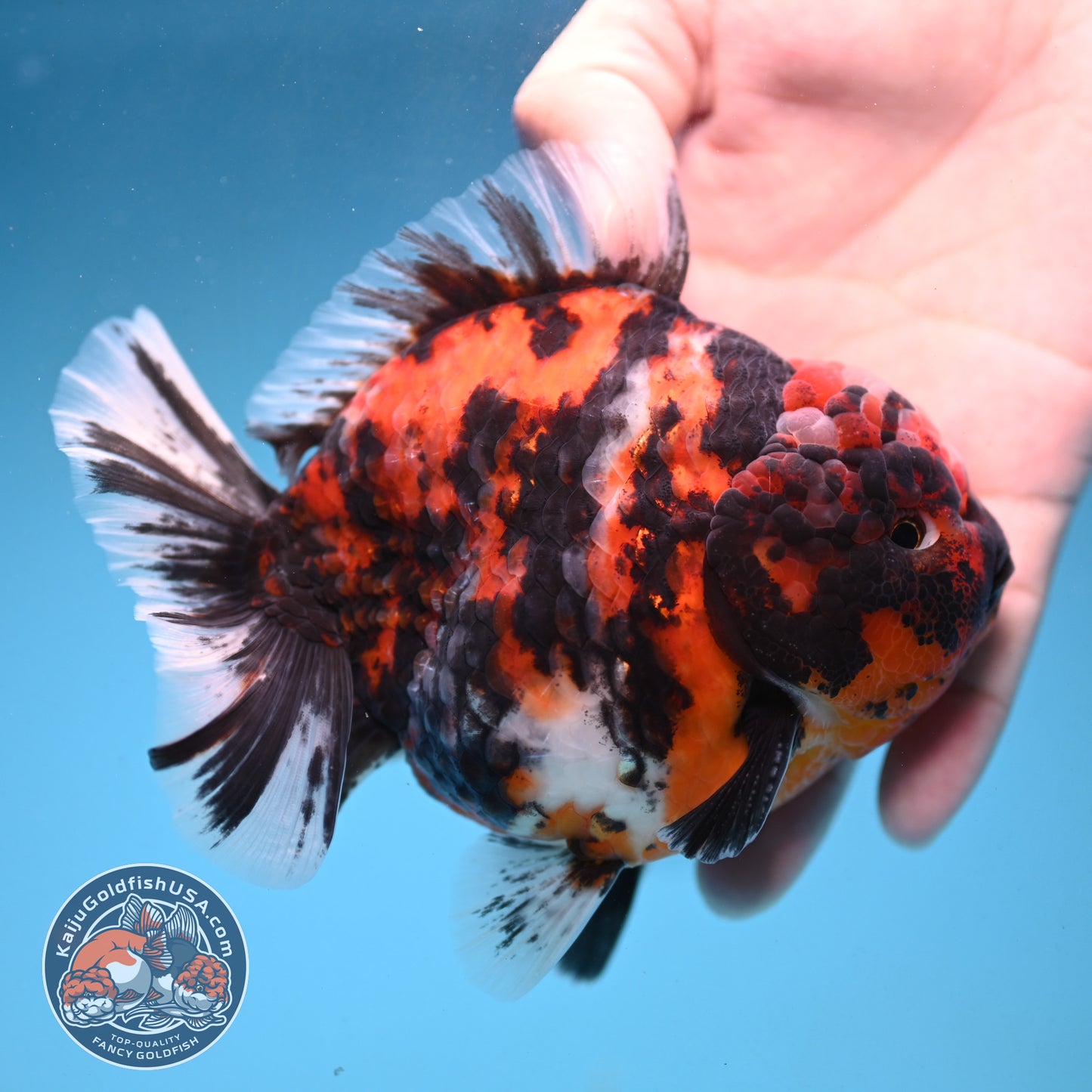 Tiger Oranda 4 inch Body (250926_OR07)