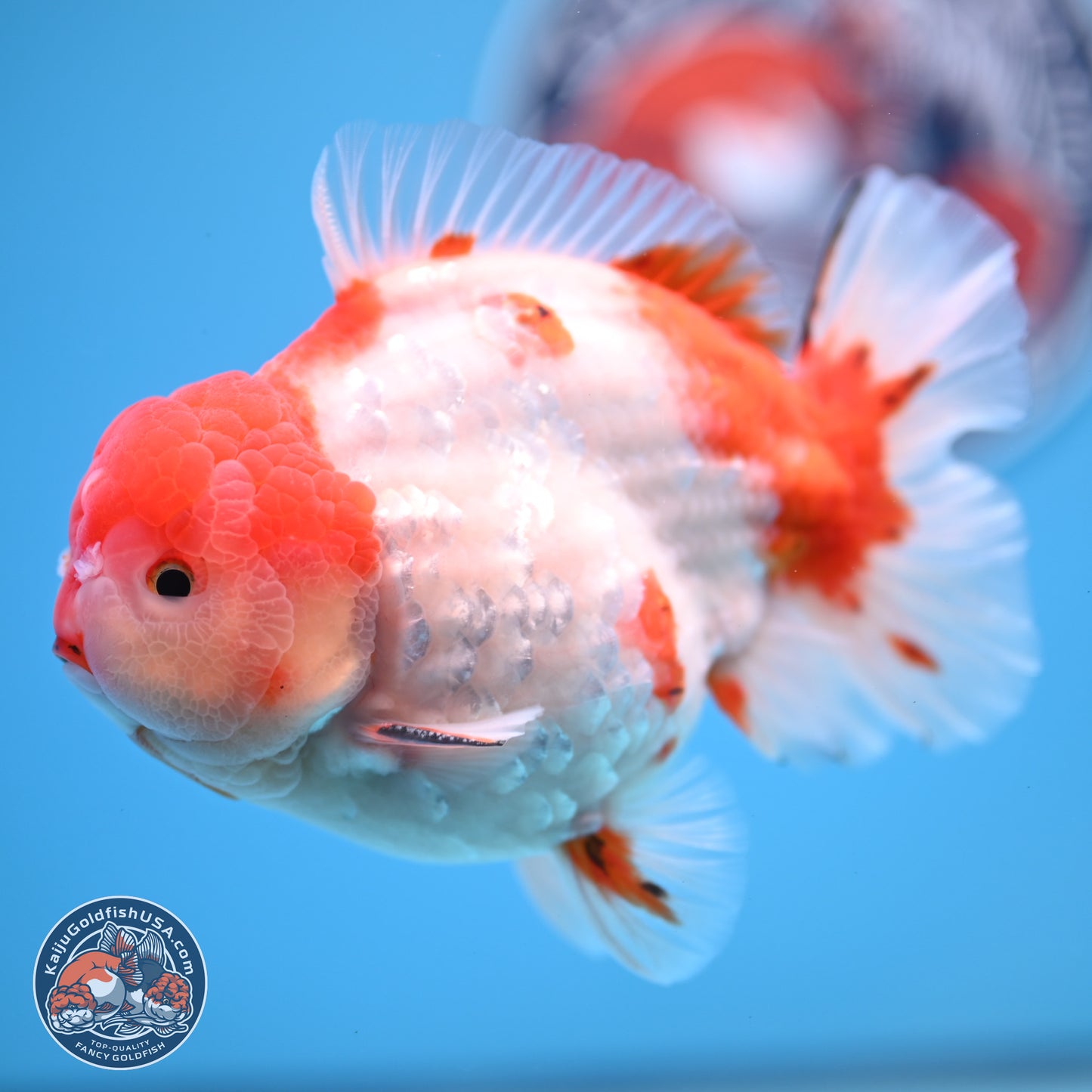 Tricolor Sakura YuanBao Oranda 4.75 inches Body - Male (241227_OR07) - Kaiju Goldfish USA