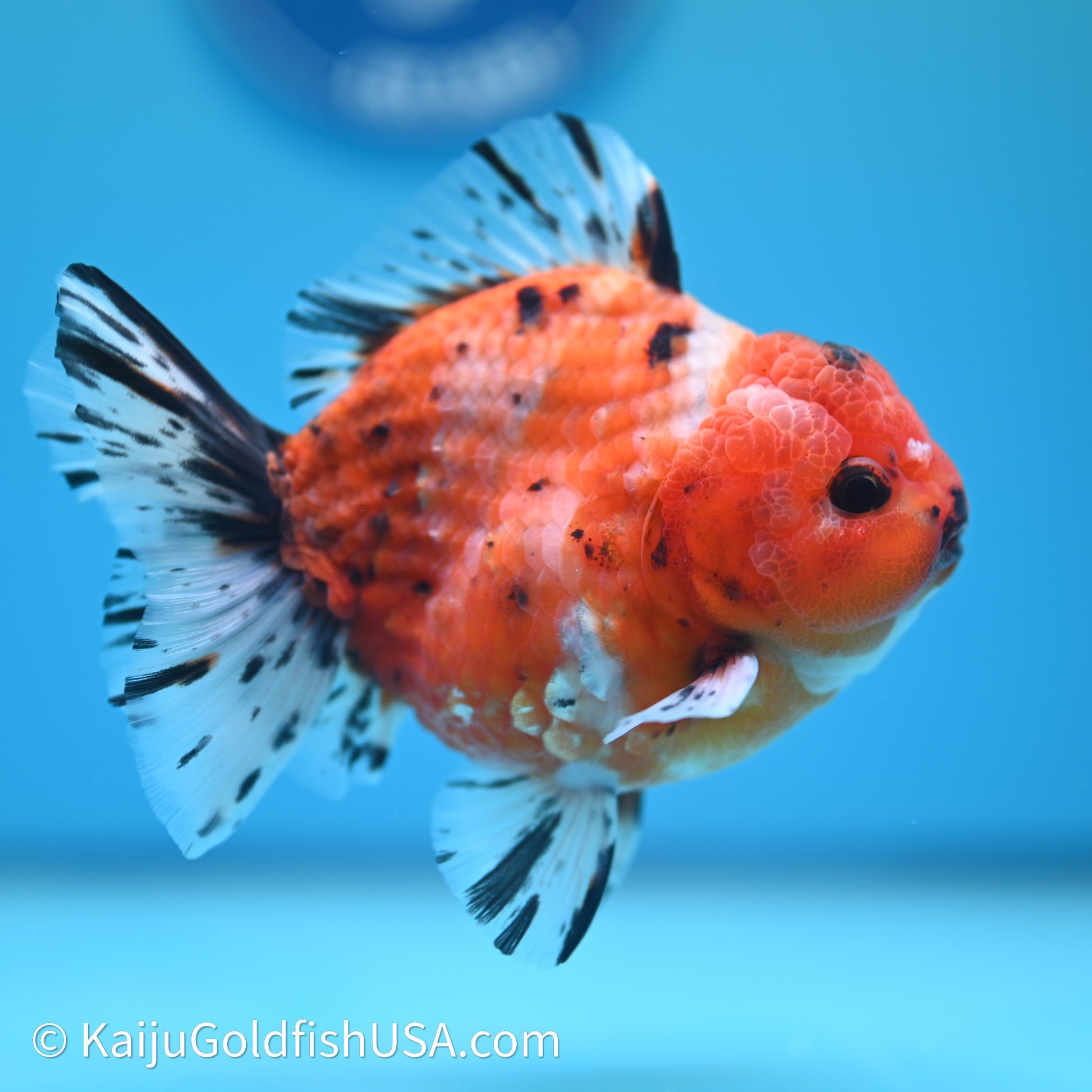 Shogun Godzilla Tricolor Sakura Oranda 3.5in Body (240614_OR07) - Kaiju Goldfish USA