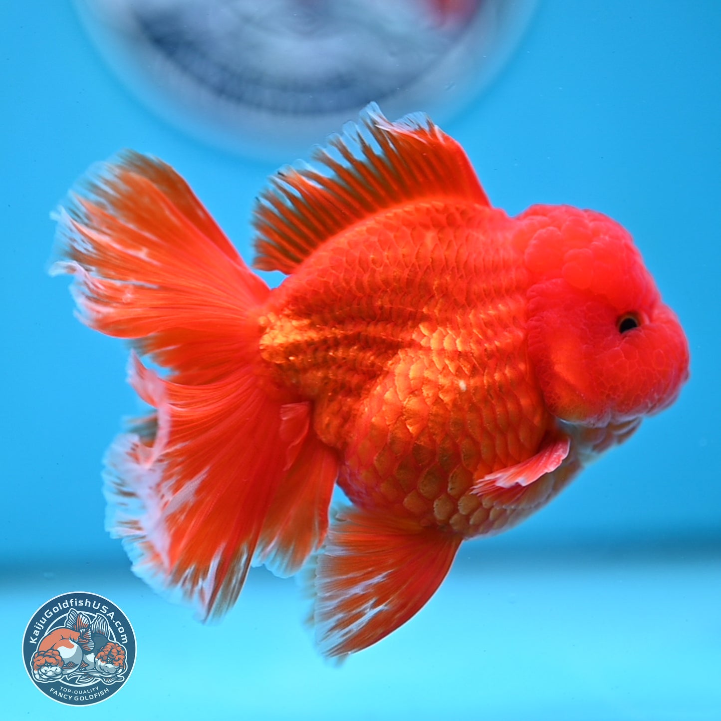 Fiery Classic Red Rose Tail Oranda 3.5 inches Body - Male (250228_OR07)