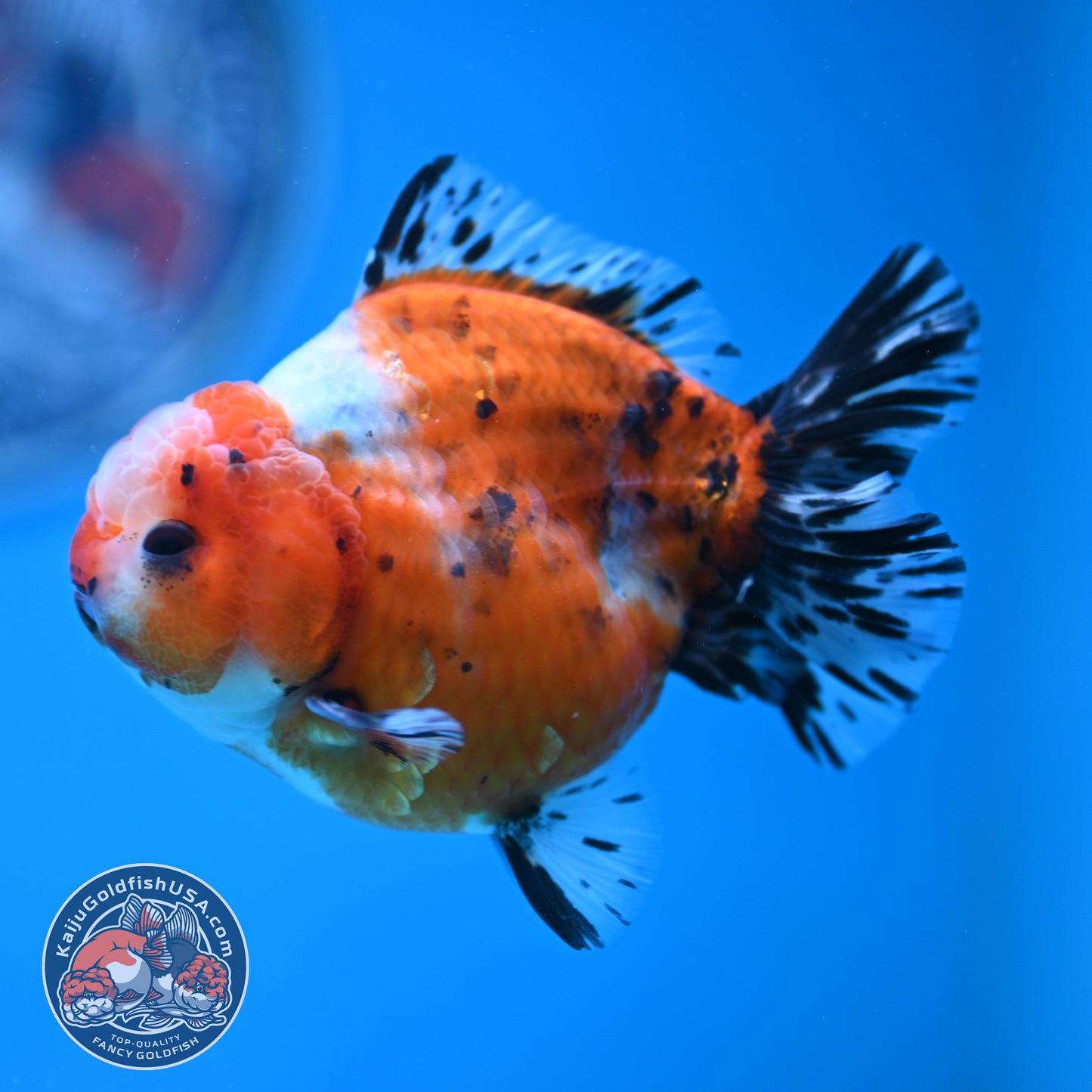 Shogun Tricolor Sakura Oranda 3.5 inches Body (250606_OR07)