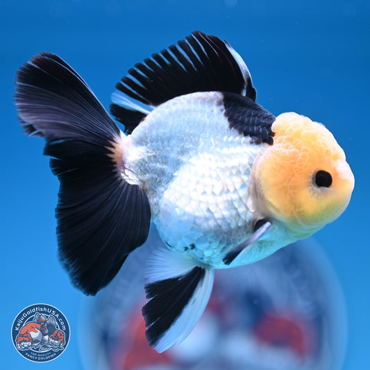 Panda Rose Tail Oranda 4.5 inches (241101_OR07) - Kaiju Goldfish USA