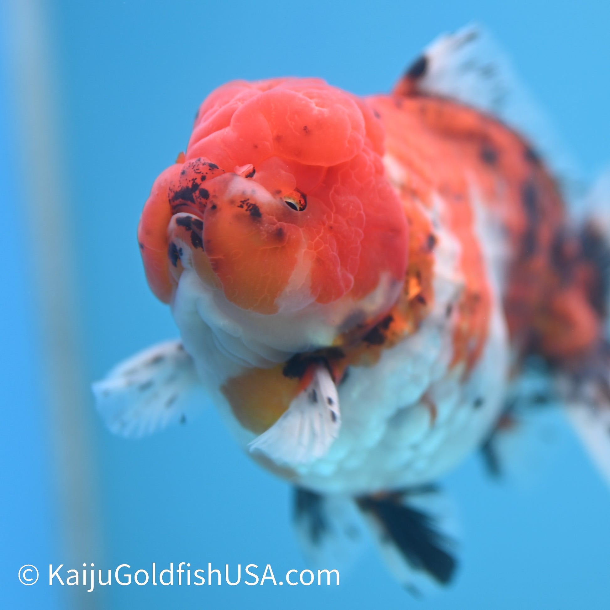 Tricolor YuanBao Oranda 4-4.5 inches (240308_OR07) - Kaiju Goldfish USA