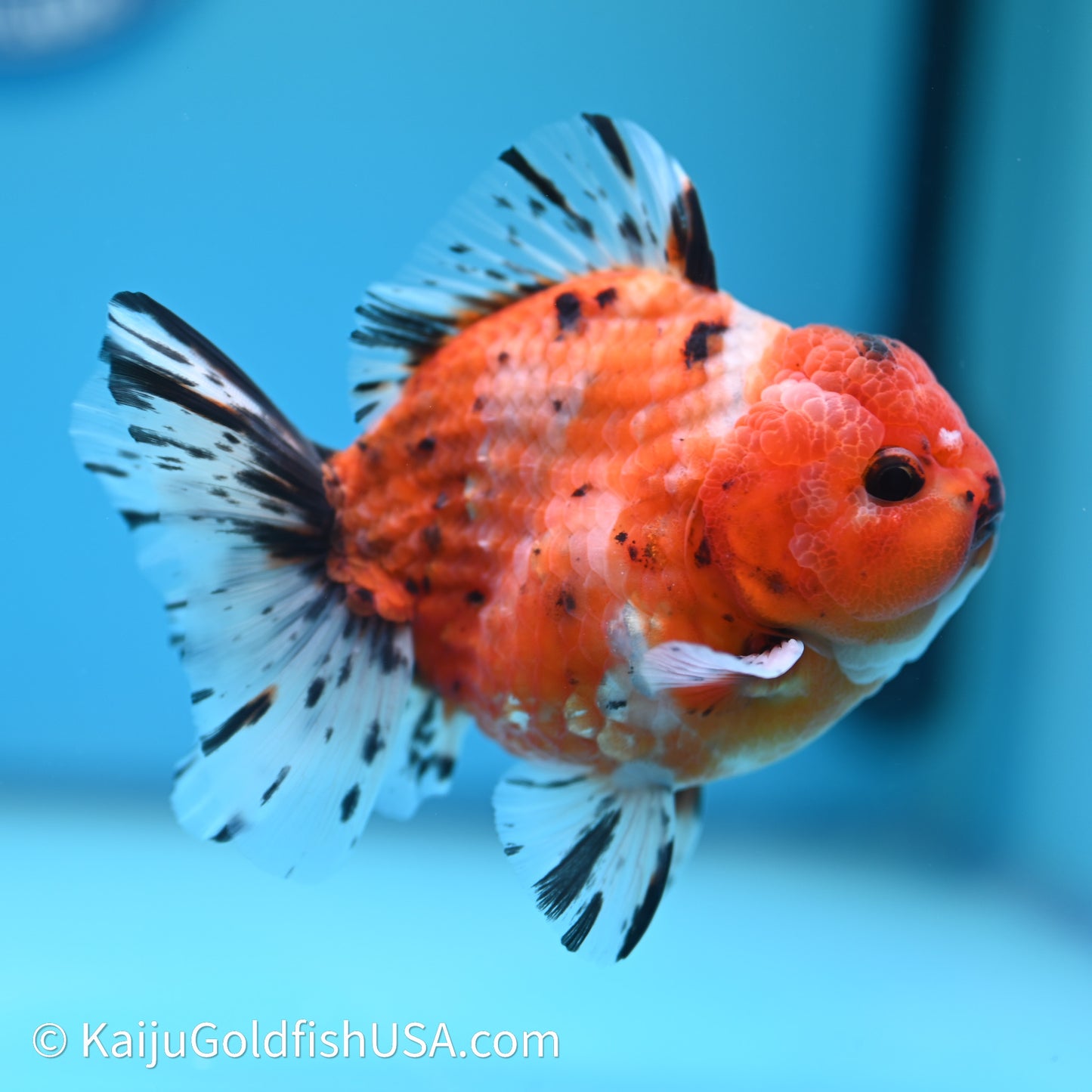 Shogun Godzilla Tricolor Sakura Oranda 3.5in Body (240614_OR07) - Kaiju Goldfish USA