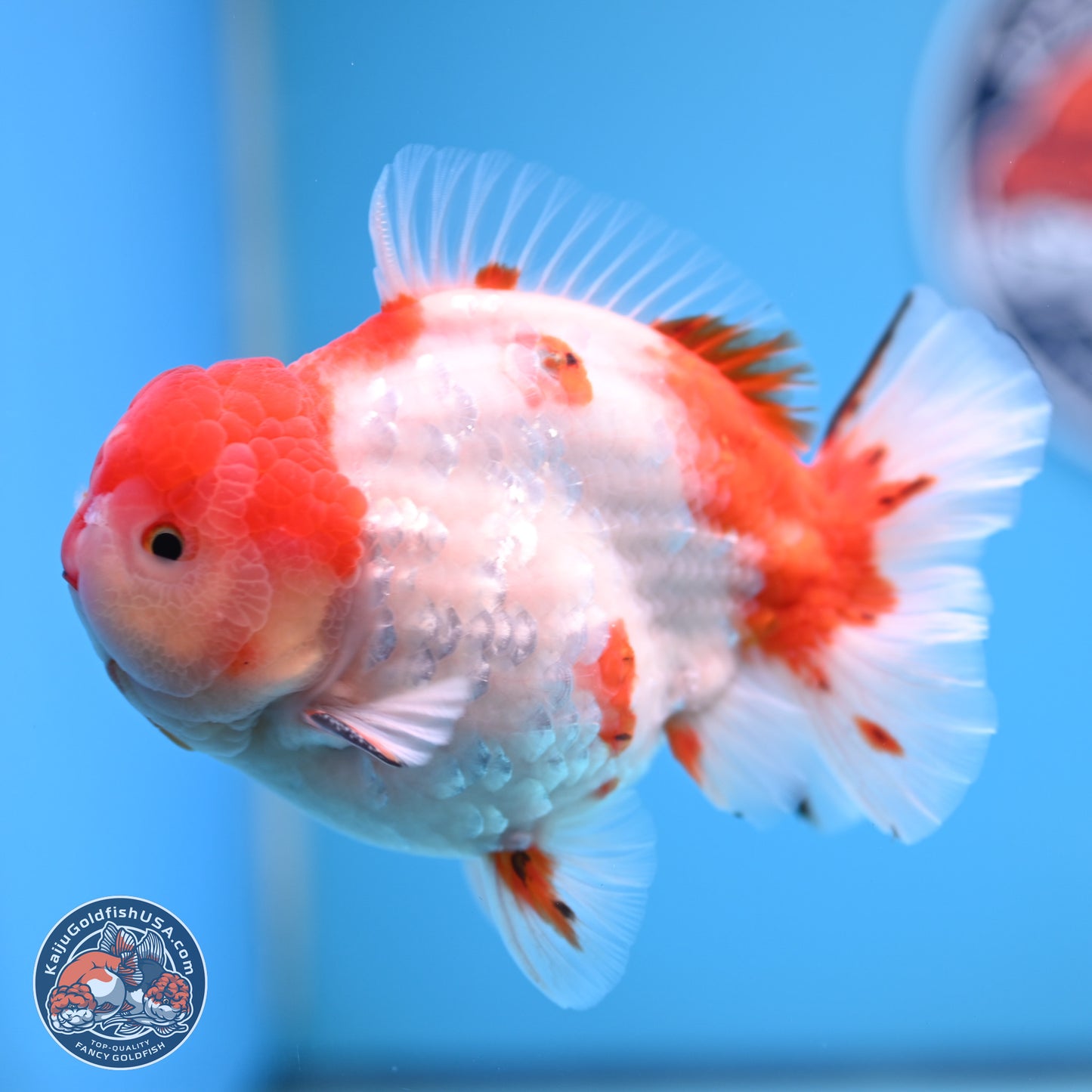 Tricolor Sakura YuanBao Oranda 4.75 inches Body - Male (241227_OR07) - Kaiju Goldfish USA