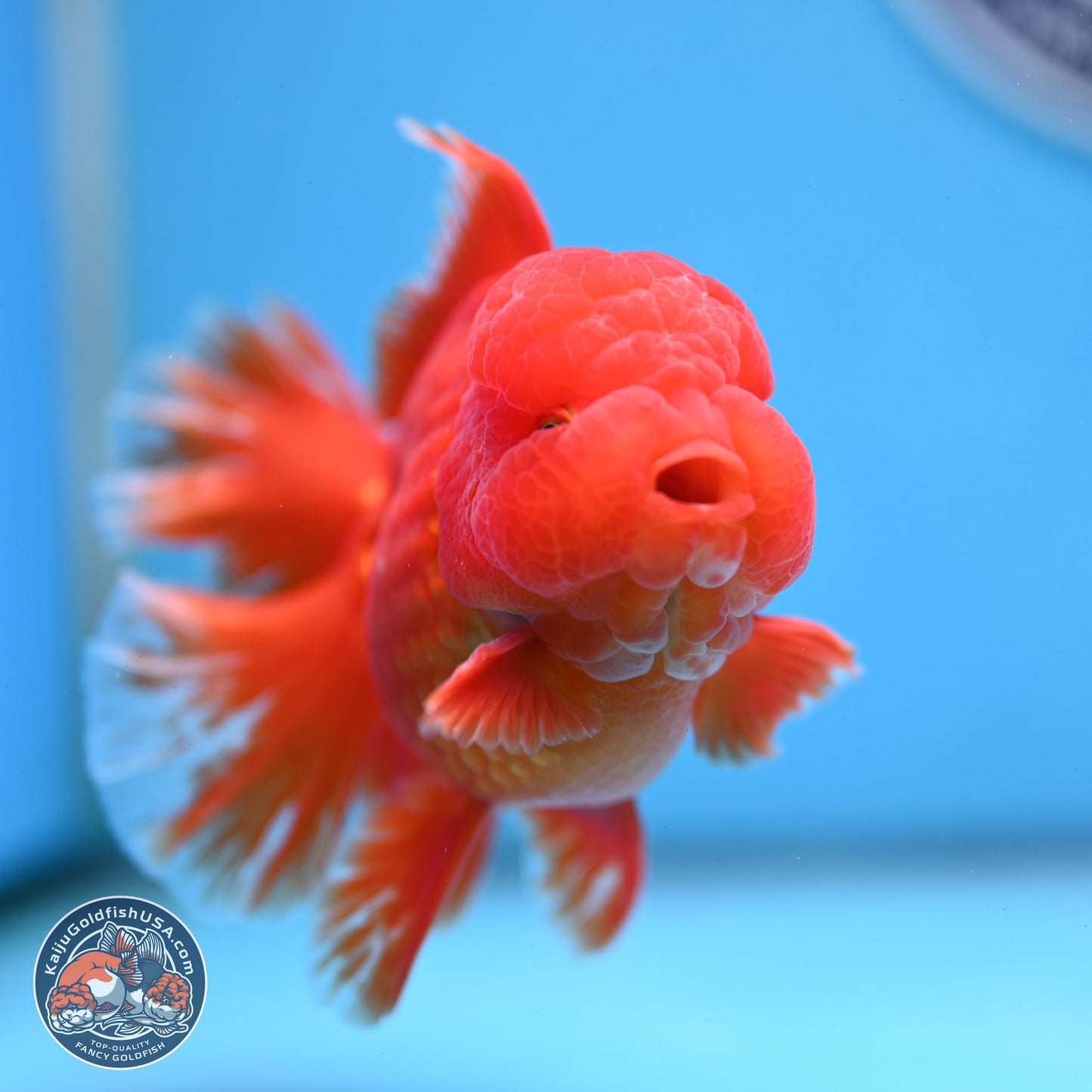 Fiery Classic Red Rose Tail Oranda 3.5 inches Body - Male (250228_OR07)