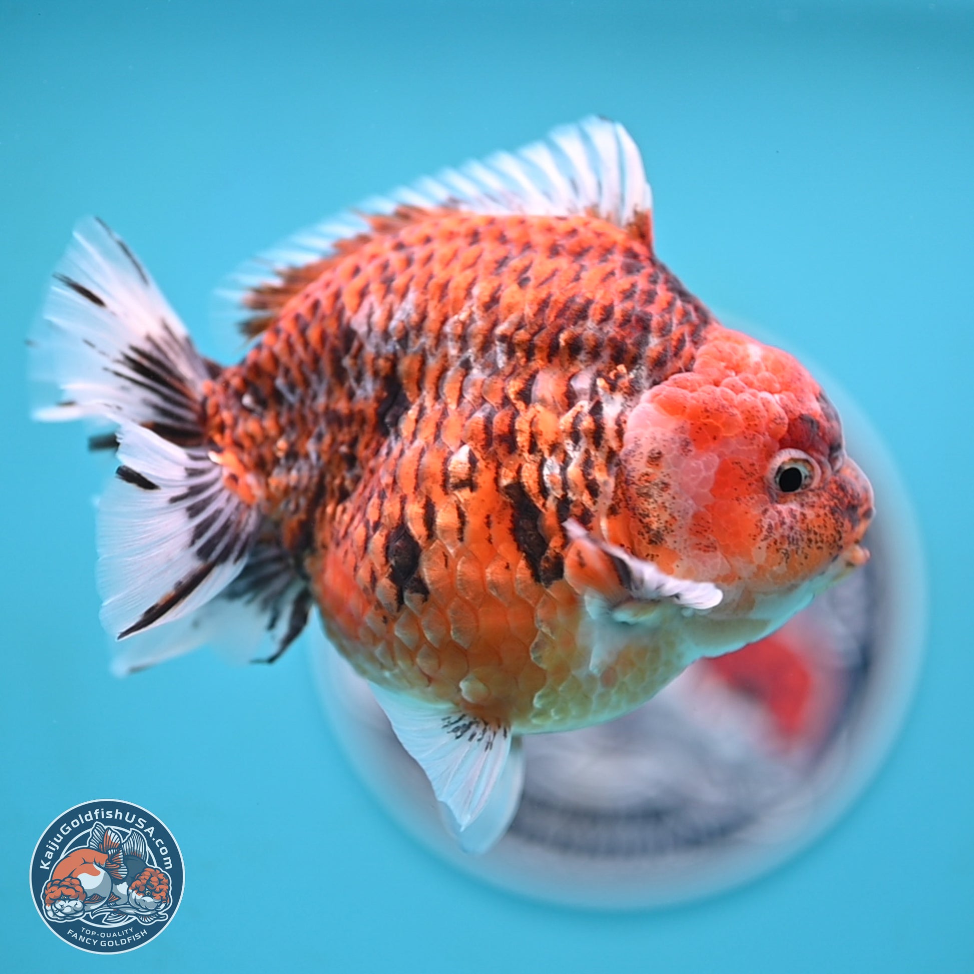 Tiger YuanBao Oranda 4 inches Body - Male (250117_OR07) - Kaiju Goldfish USA