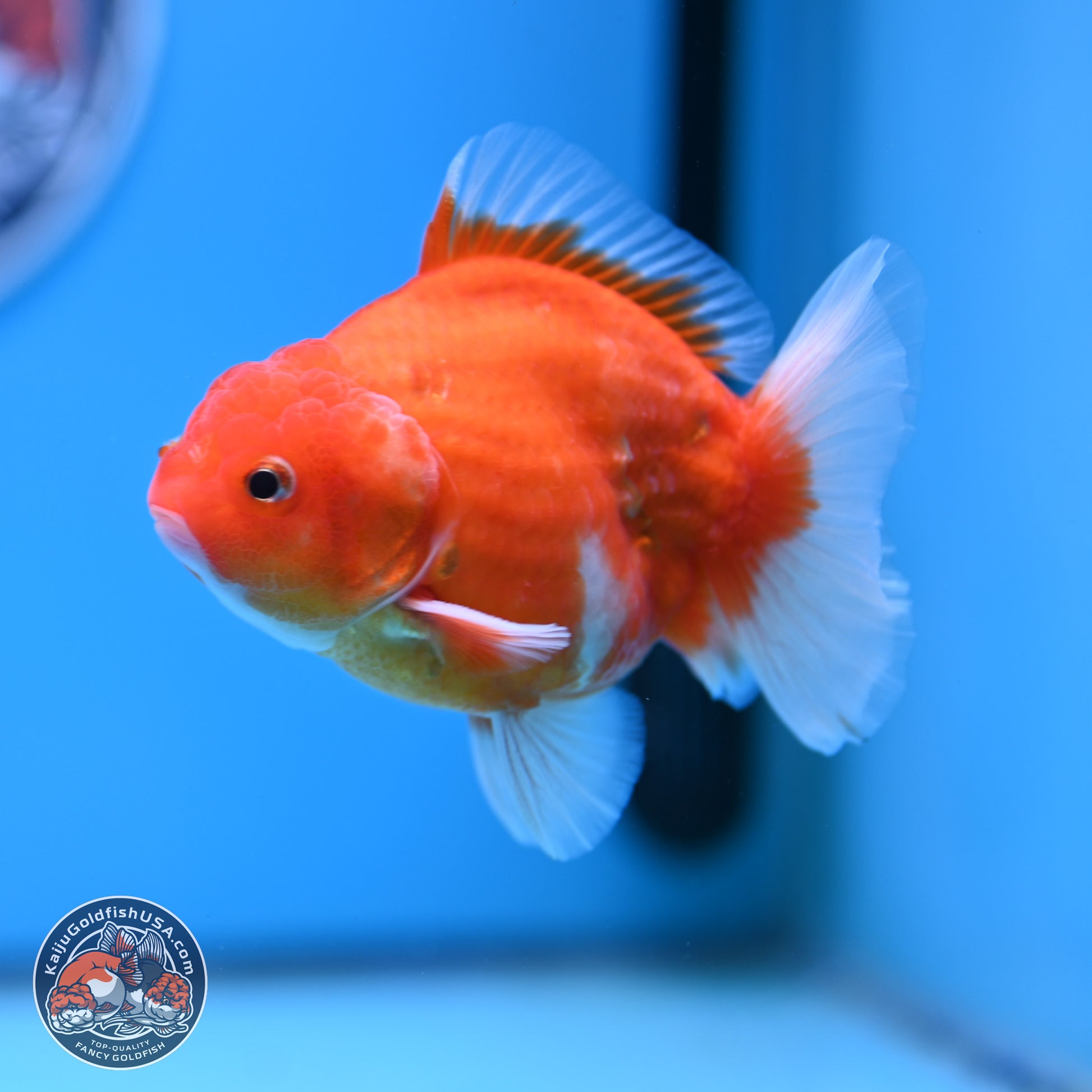 Shogun Sakura Oranda 3.5-4.5 inches (241004_OR07) - Kaiju Goldfish USA