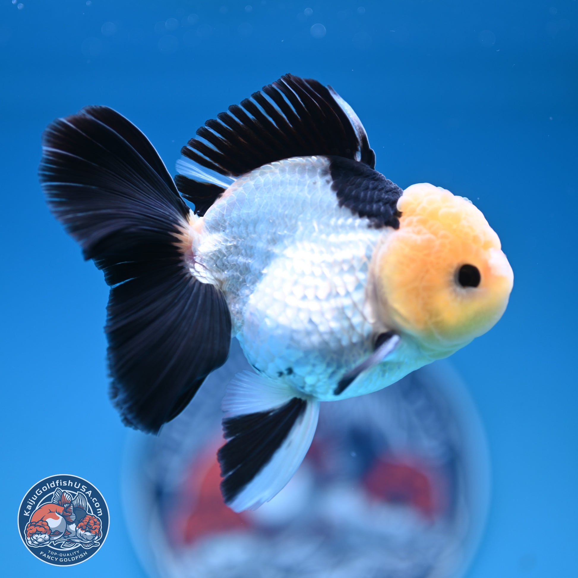 Panda Rose Tail Oranda 4.5 inches (241101_OR07) - Kaiju Goldfish USA