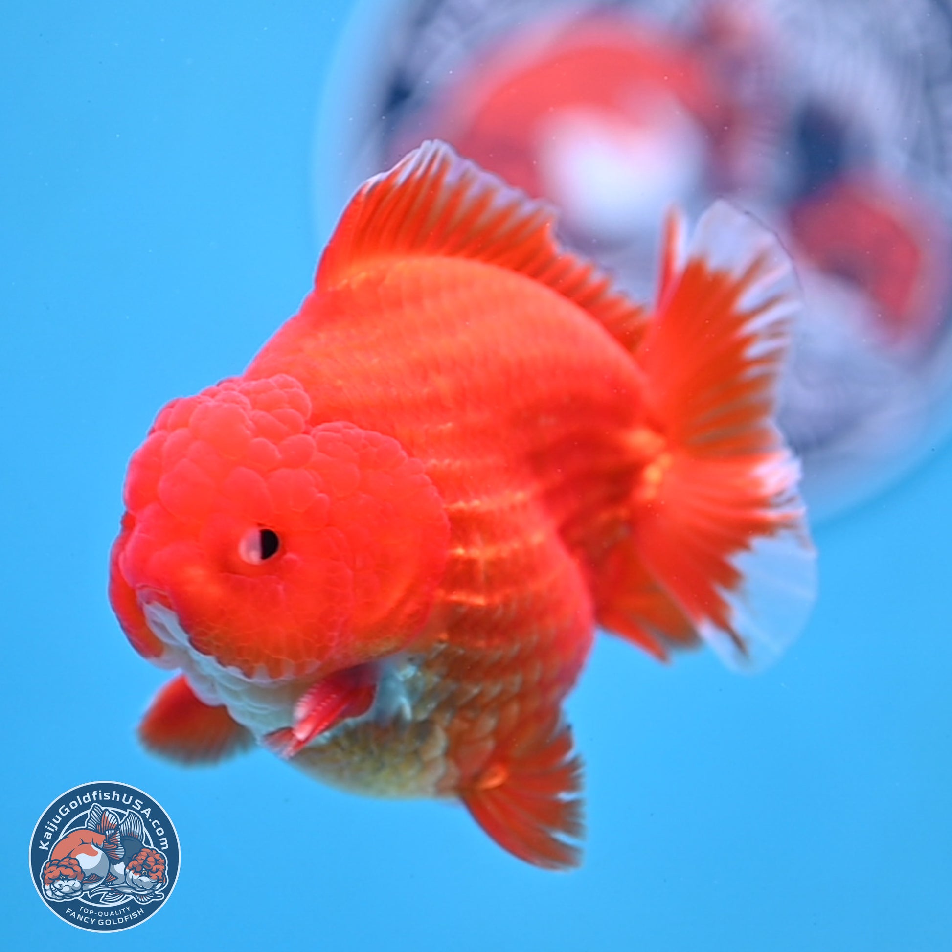 Red White YuanBao Oranda 3.5 inches Body - Male (250103_OR07) - Kaiju Goldfish USA