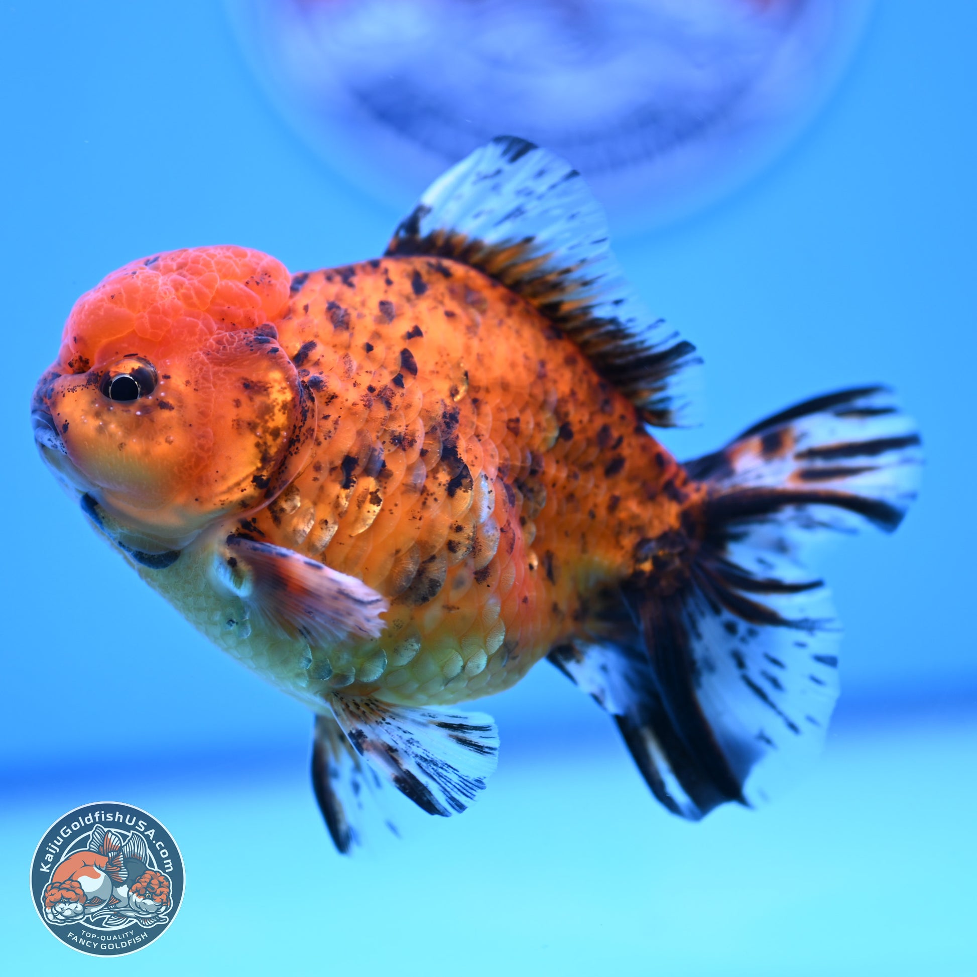 Shogun Tiger YuanBao Oranda 3.75in Body (240816_OR07) - Kaiju Goldfish USA