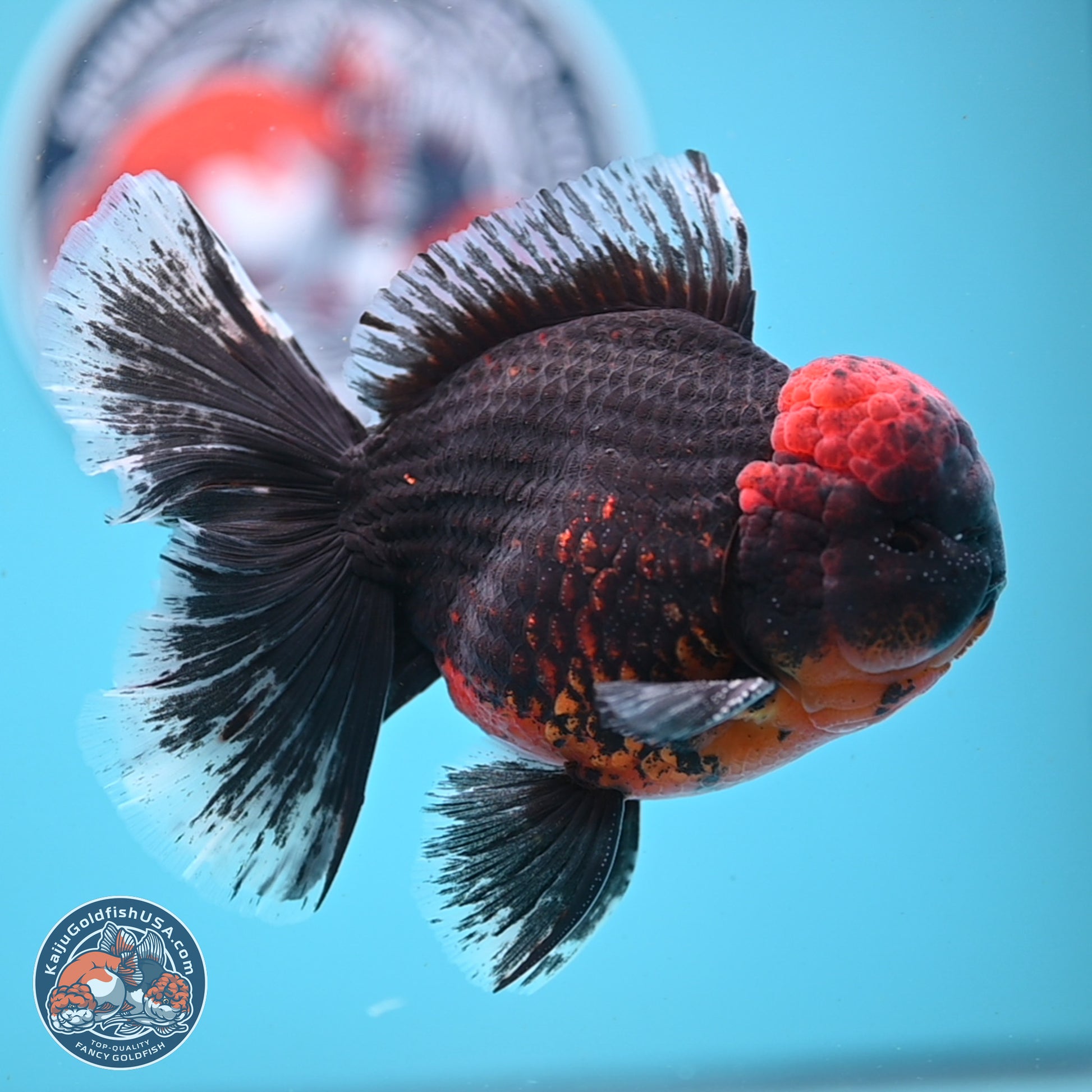 Kirin Rose Tail Oranda 6 inches - Male (241122_OR07) - Kaiju Goldfish USA