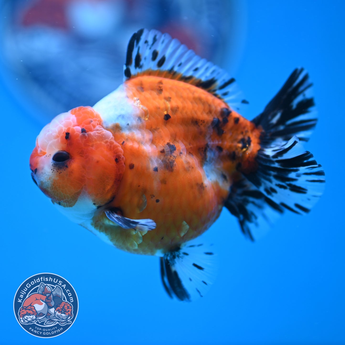 Shogun Tricolor Sakura Oranda 3.5 inches Body (250606_OR07)
