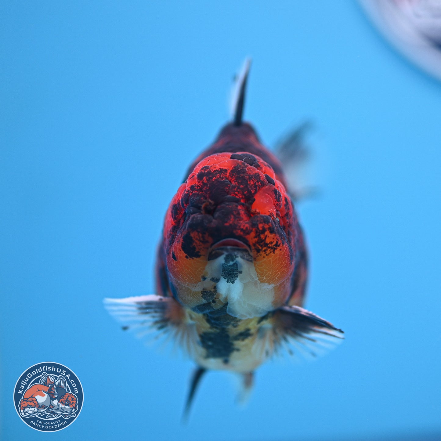 Tiger YuanBao Oranda 4-5 inches (240920_OR07) - Kaiju Goldfish USA