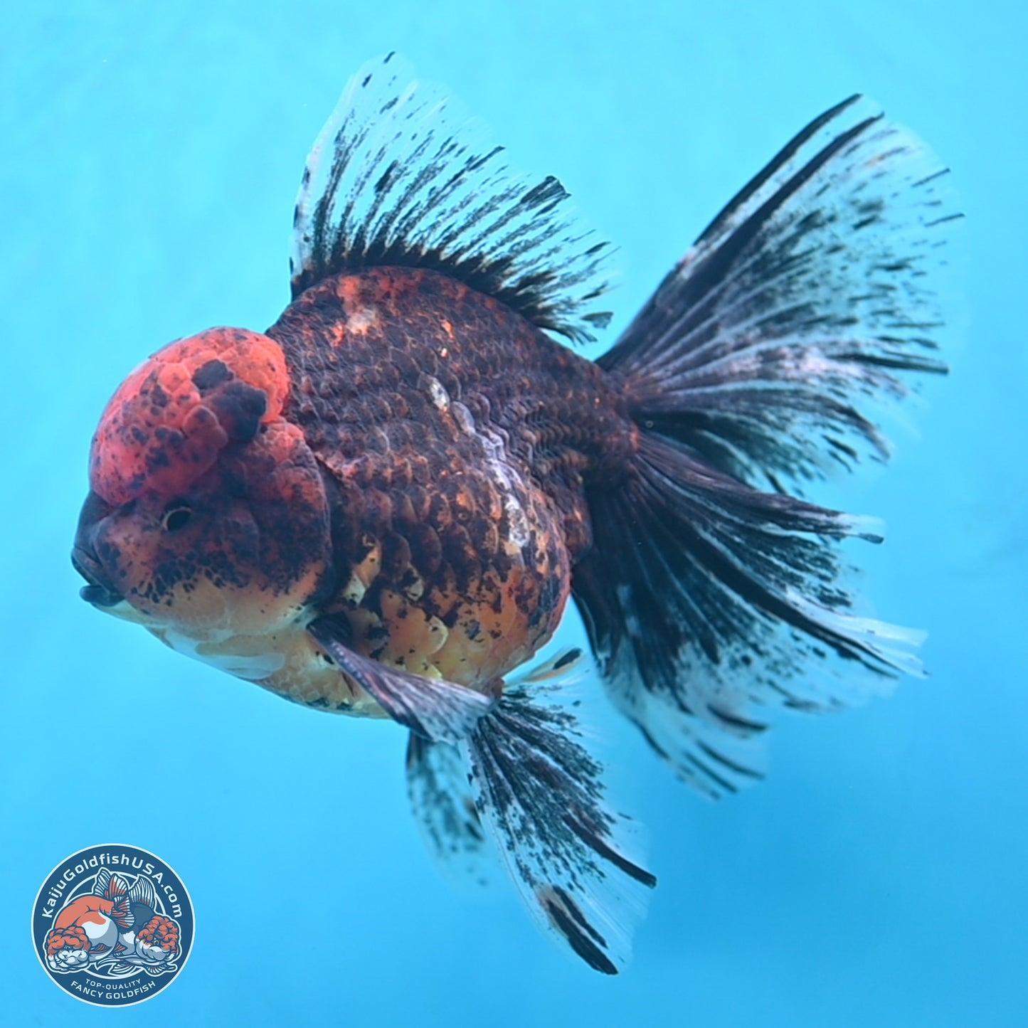 Red Kirin Rose Tail Oranda 6.5 inches - Male (241115_OR07) - Kaiju Goldfish USA