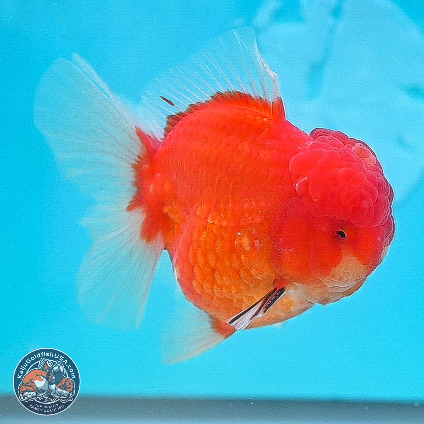 Apache Rose Tail Sakura Oranda 3.75 inches Body - Male (250131_OR07)