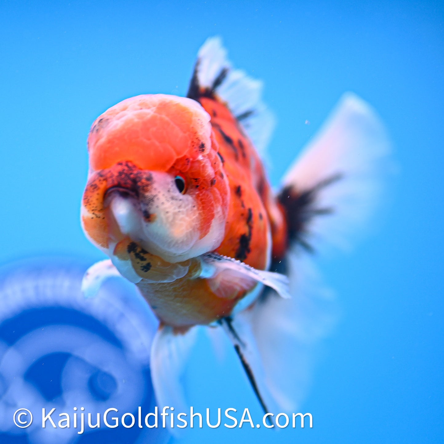 Tricolor Tiger Rose Tail Oranda 3.8in Body (240628_OR07) - Kaiju Goldfish USA