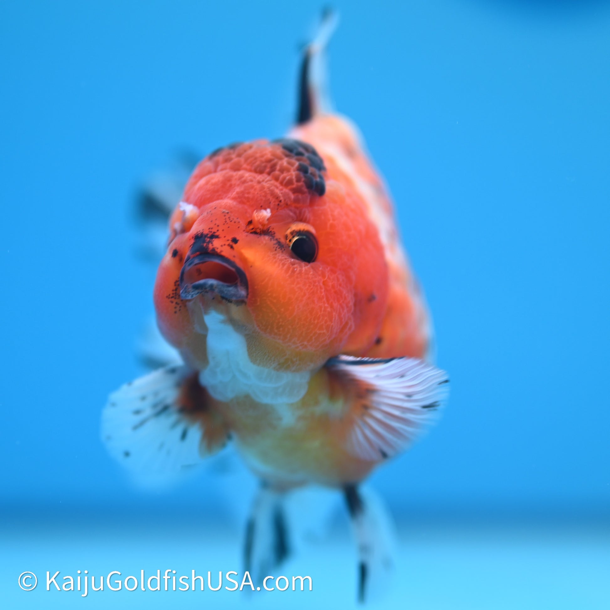 Shogun Godzilla Tricolor Sakura Oranda 3.5in Body (240614_OR07) - Kaiju Goldfish USA