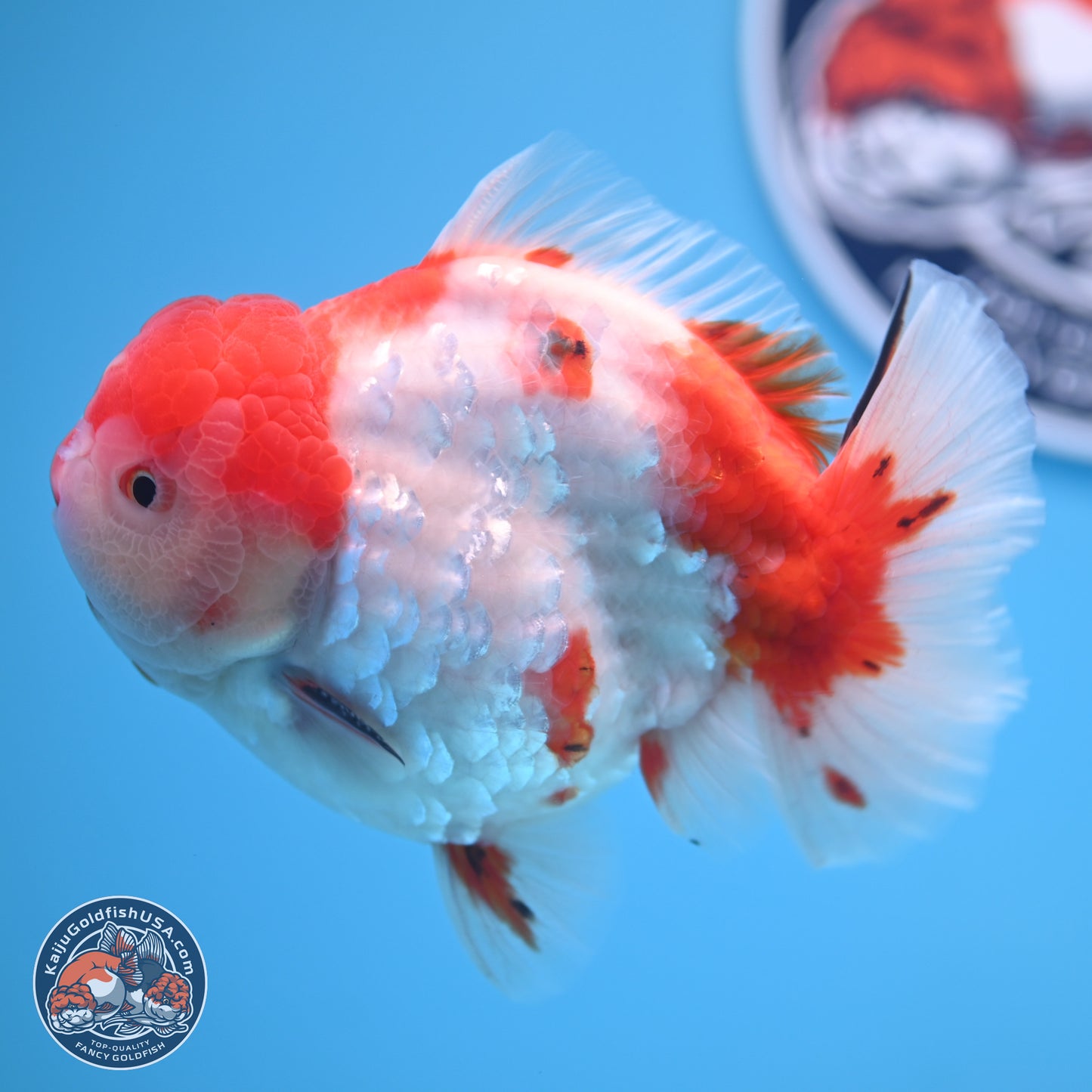 Tricolor Sakura YuanBao Oranda 4.75 inches Body - Male (241227_OR07) - Kaiju Goldfish USA