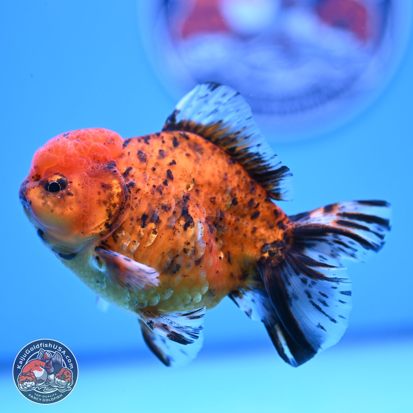 Shogun Tiger YuanBao Oranda 3.75in Body (240816_OR07) - Kaiju Goldfish USA